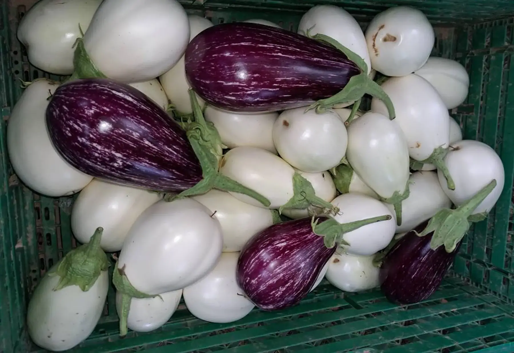 Aubergine