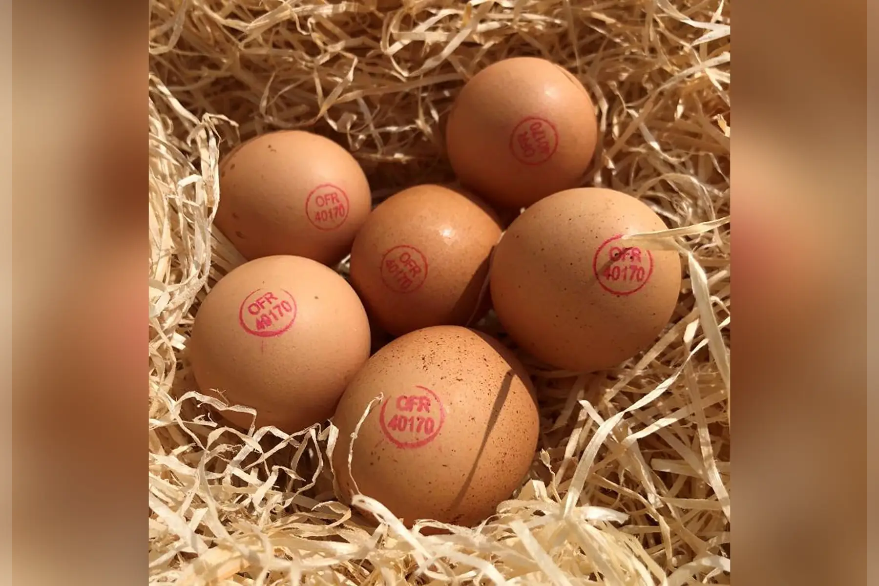 lessac'crés légumes