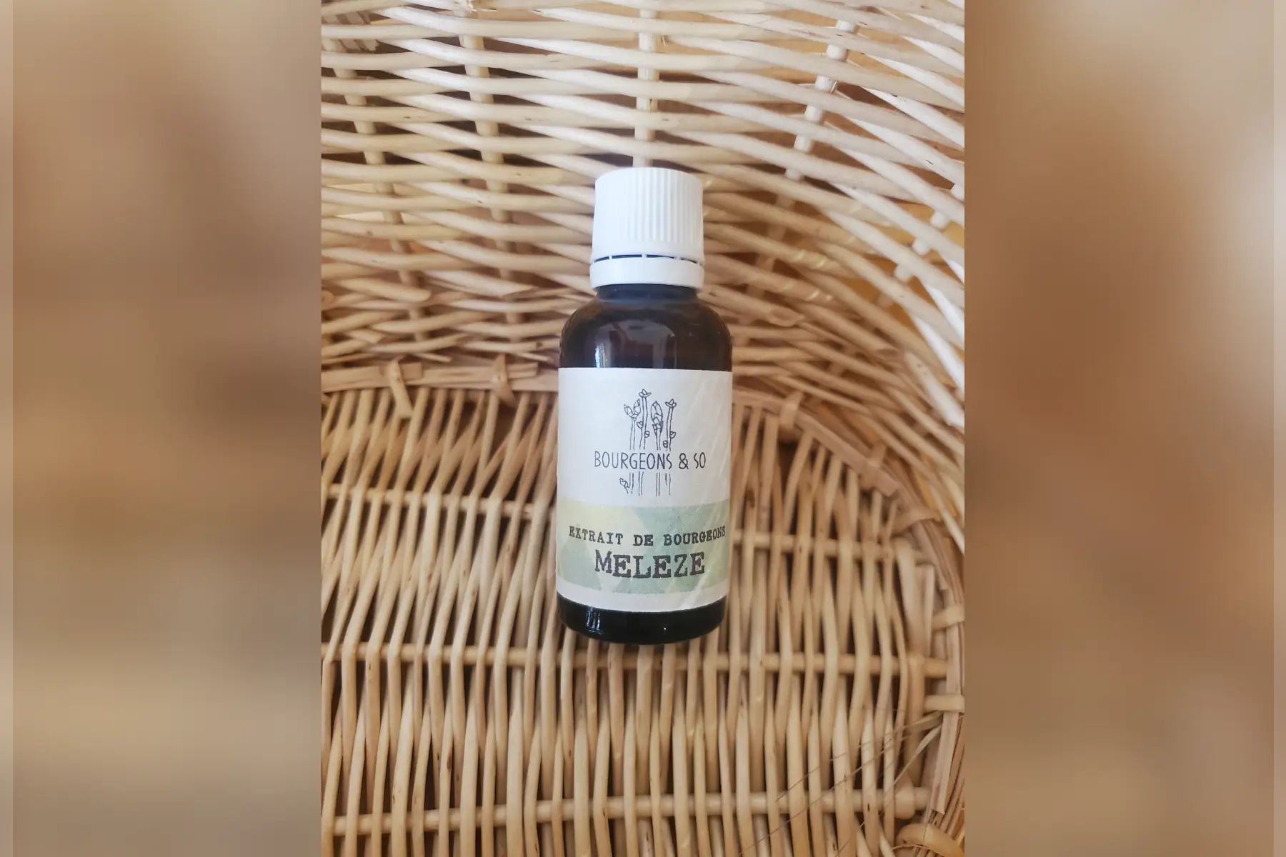 macérât concentré de mélèze d'europe