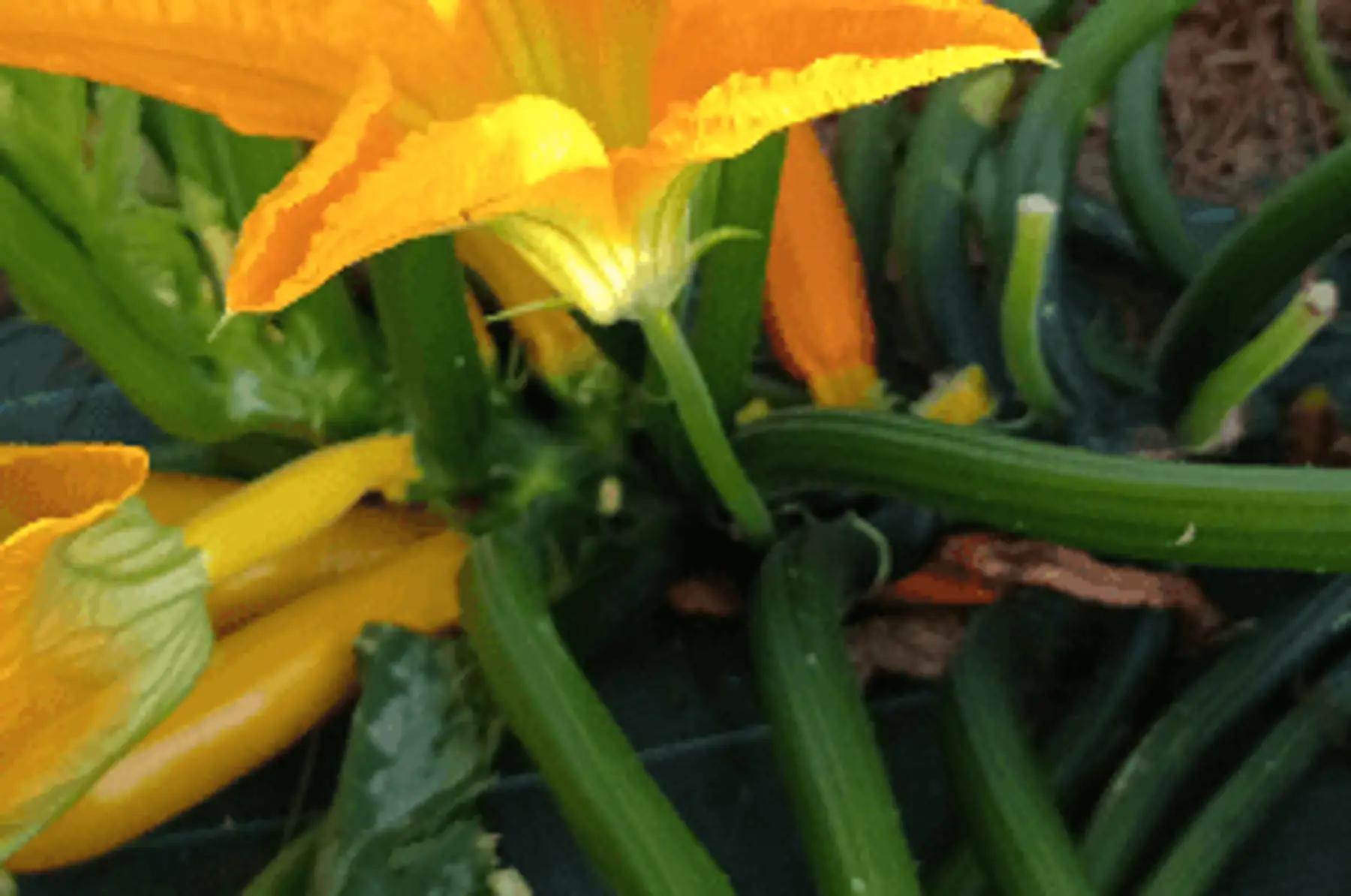 Fleur de courgettes
