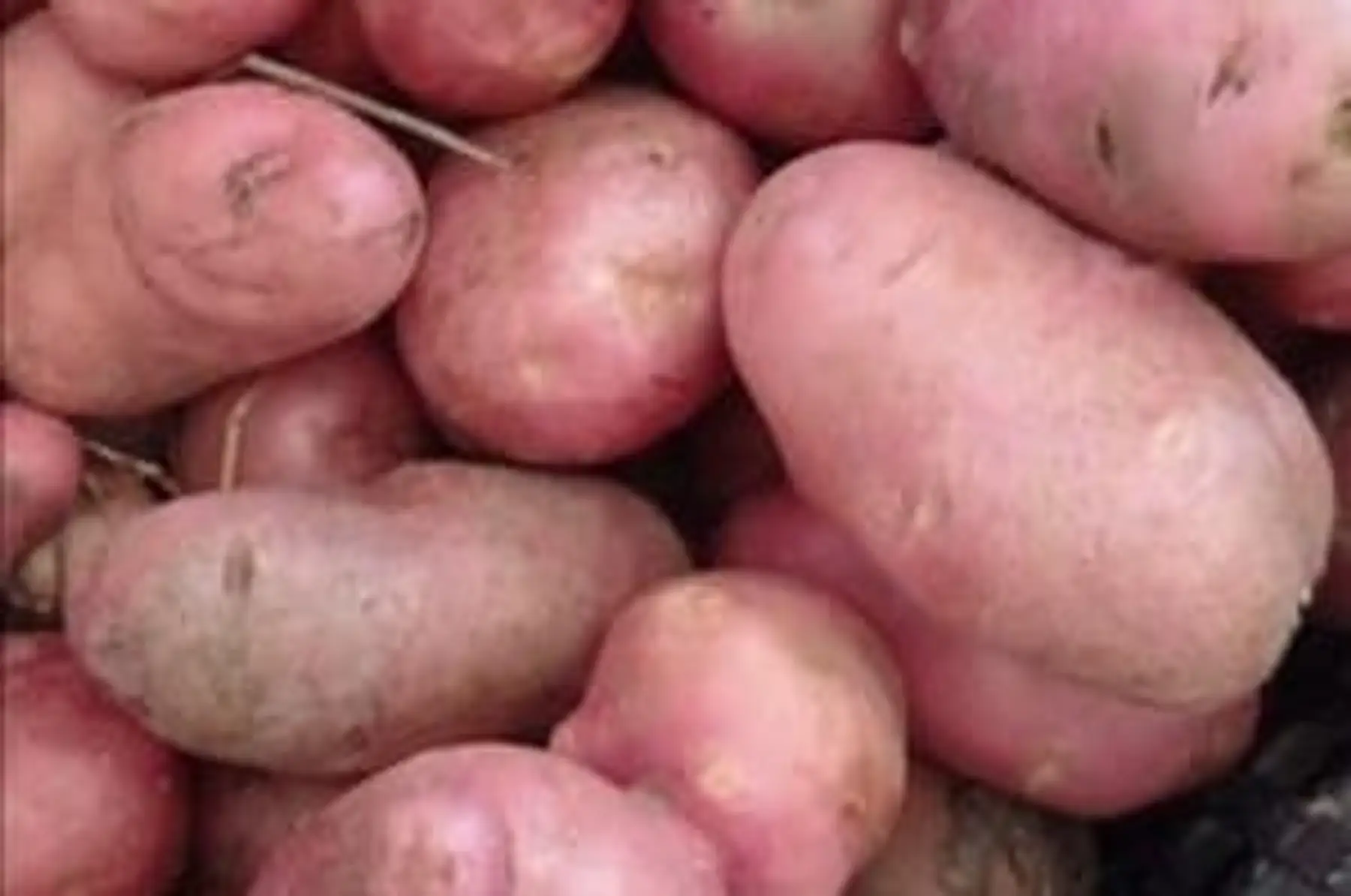 Pommes de terre chair tendre