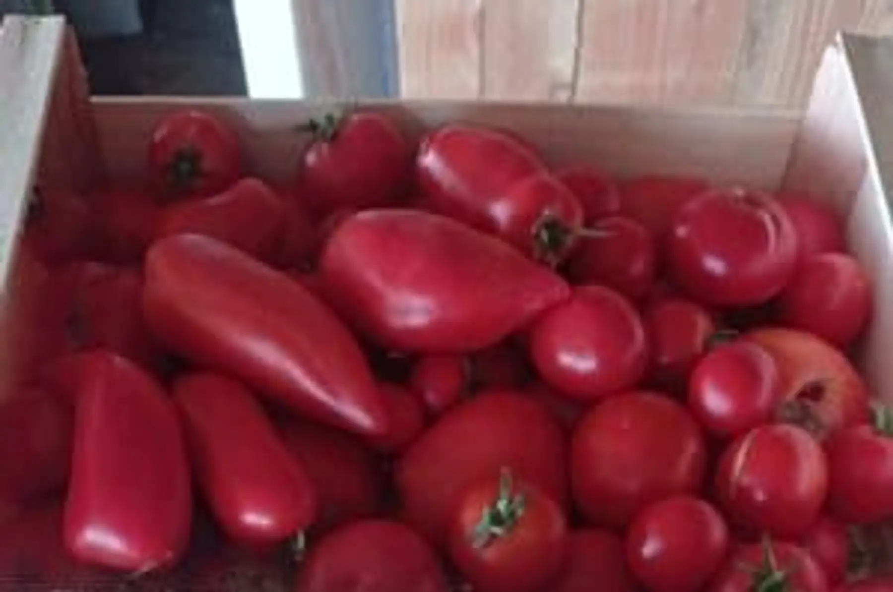 tomates à coulis - plateau de 5 kg
