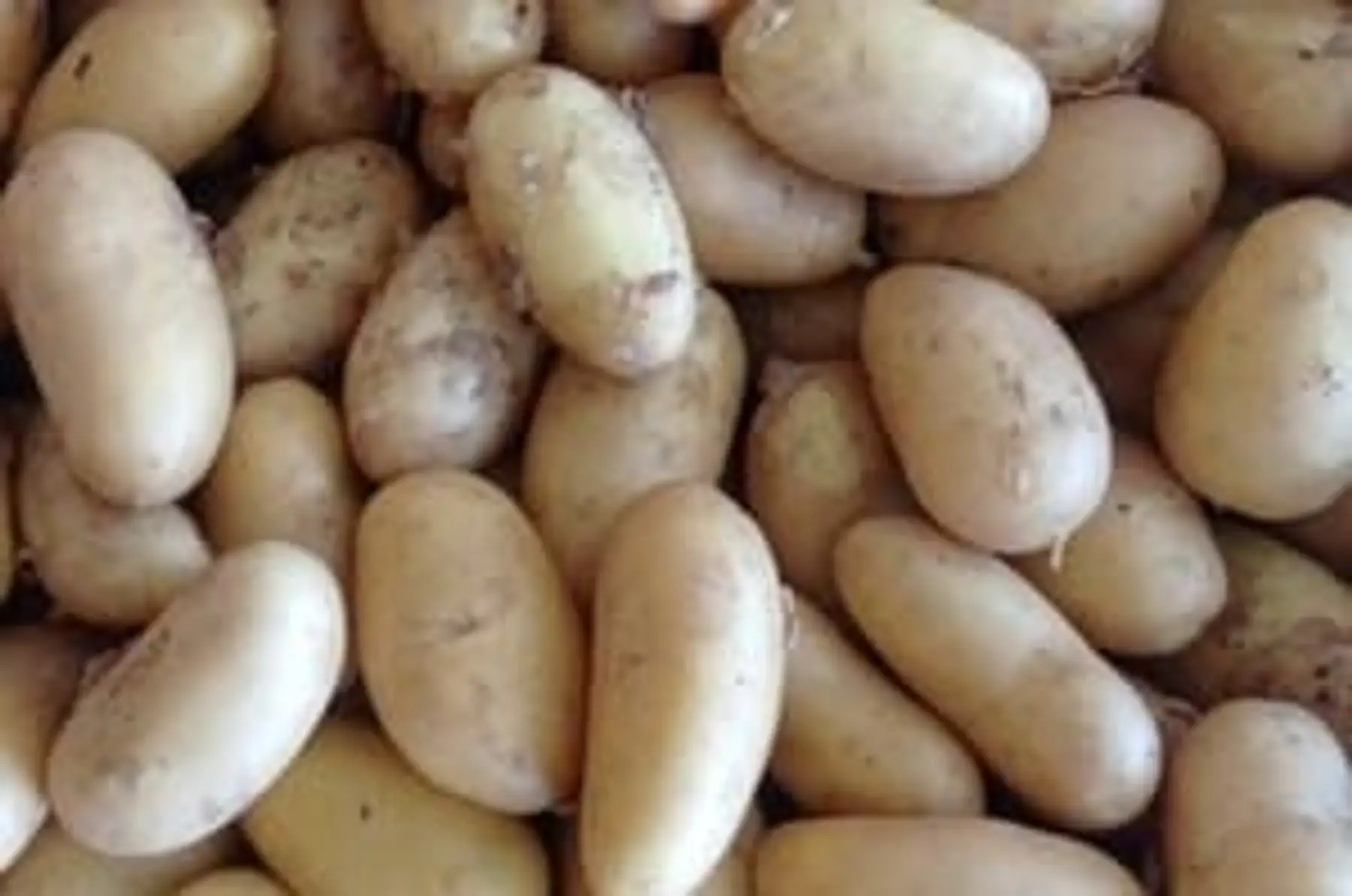 Pommes de terre nouvelles