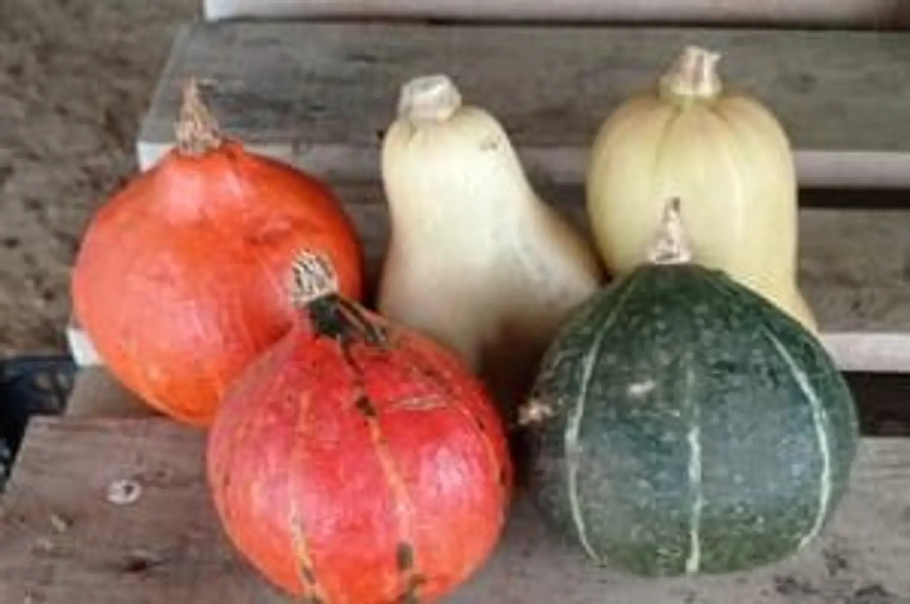mini courges à farcir