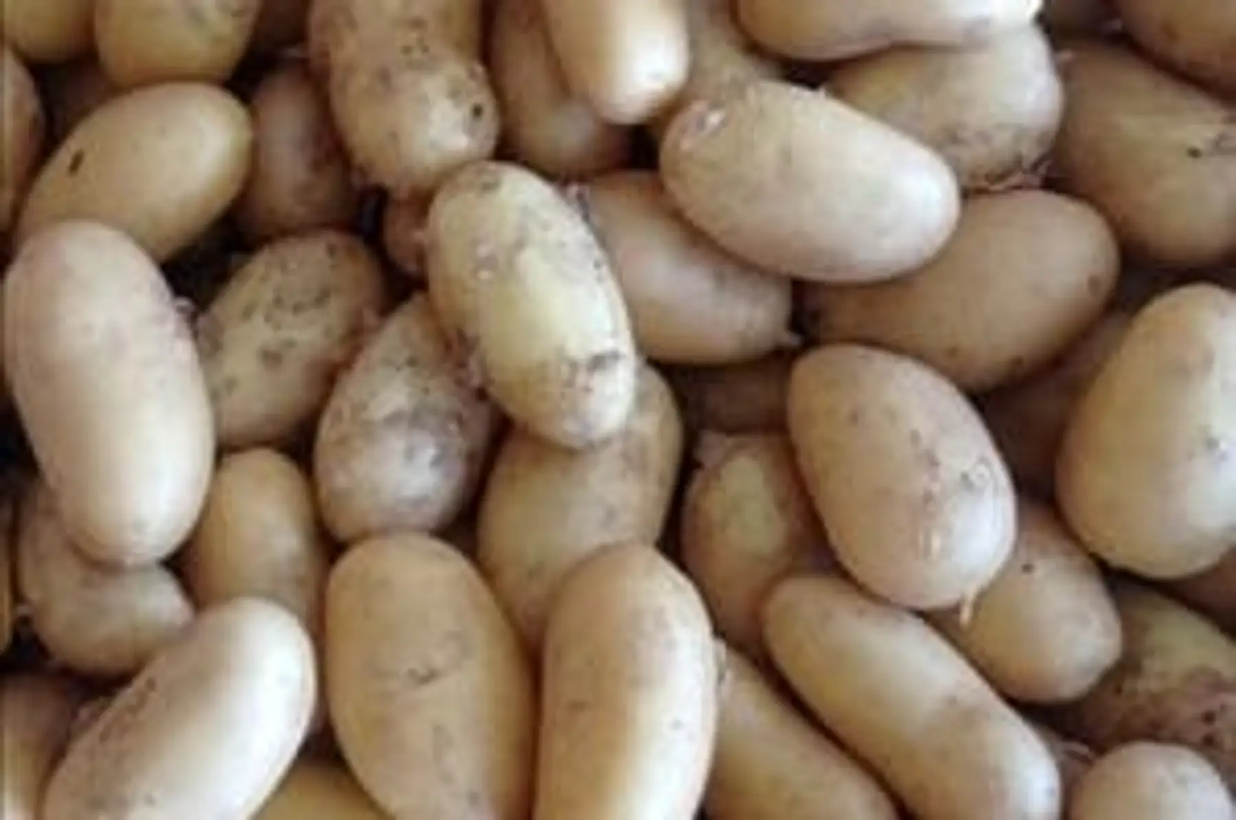 Pommes de terre chair ferme