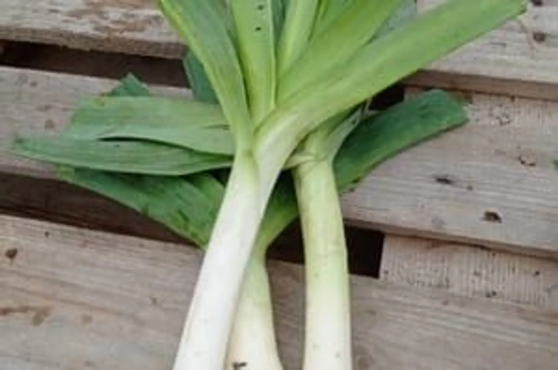 Poireaux en botte - Botte de 500g environ