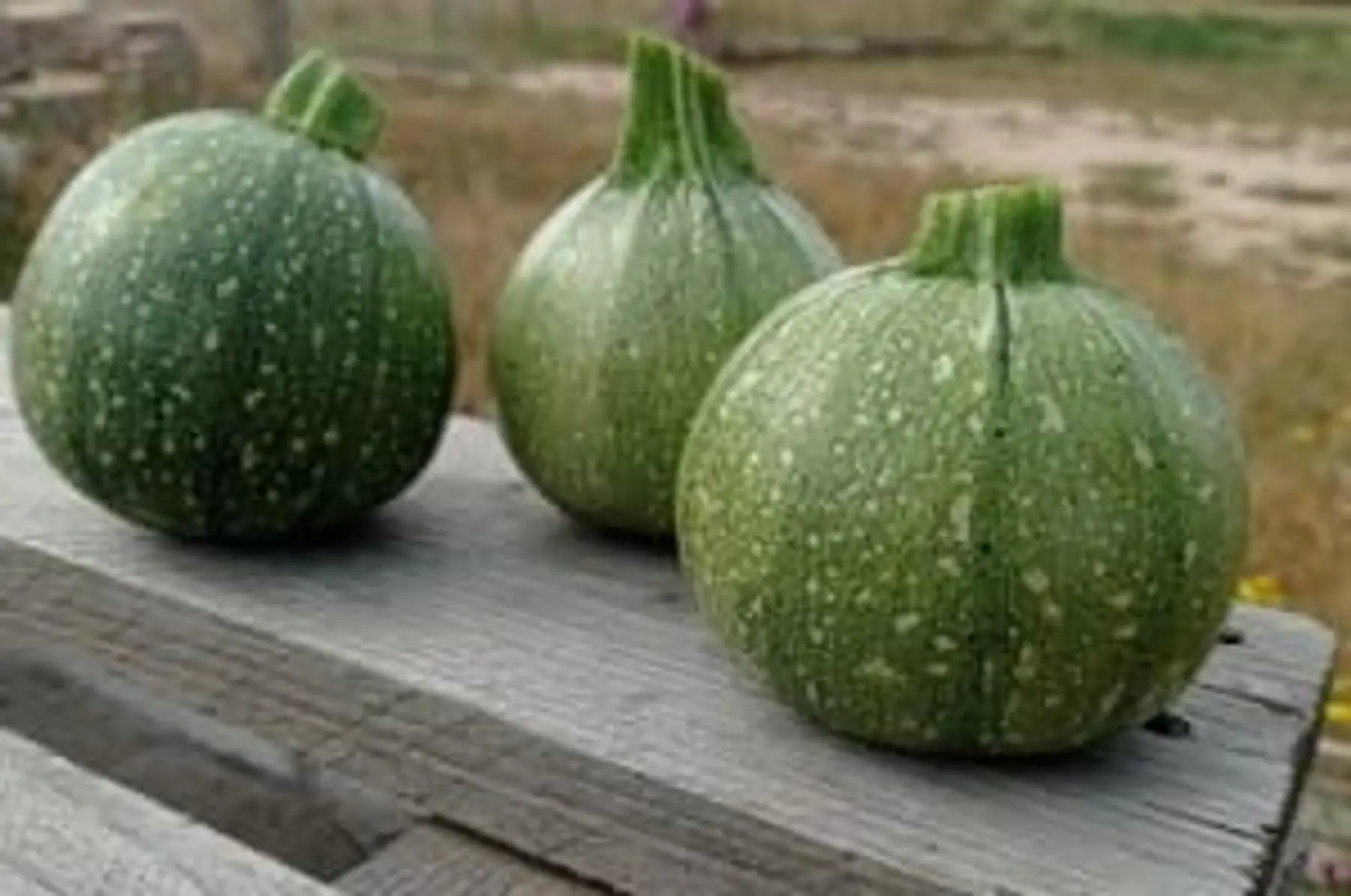 Courgettes rondes