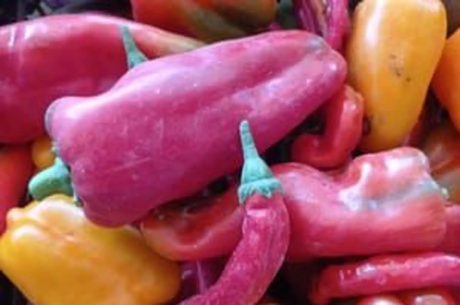 Poivrons rouge et orange - Poche de 500g