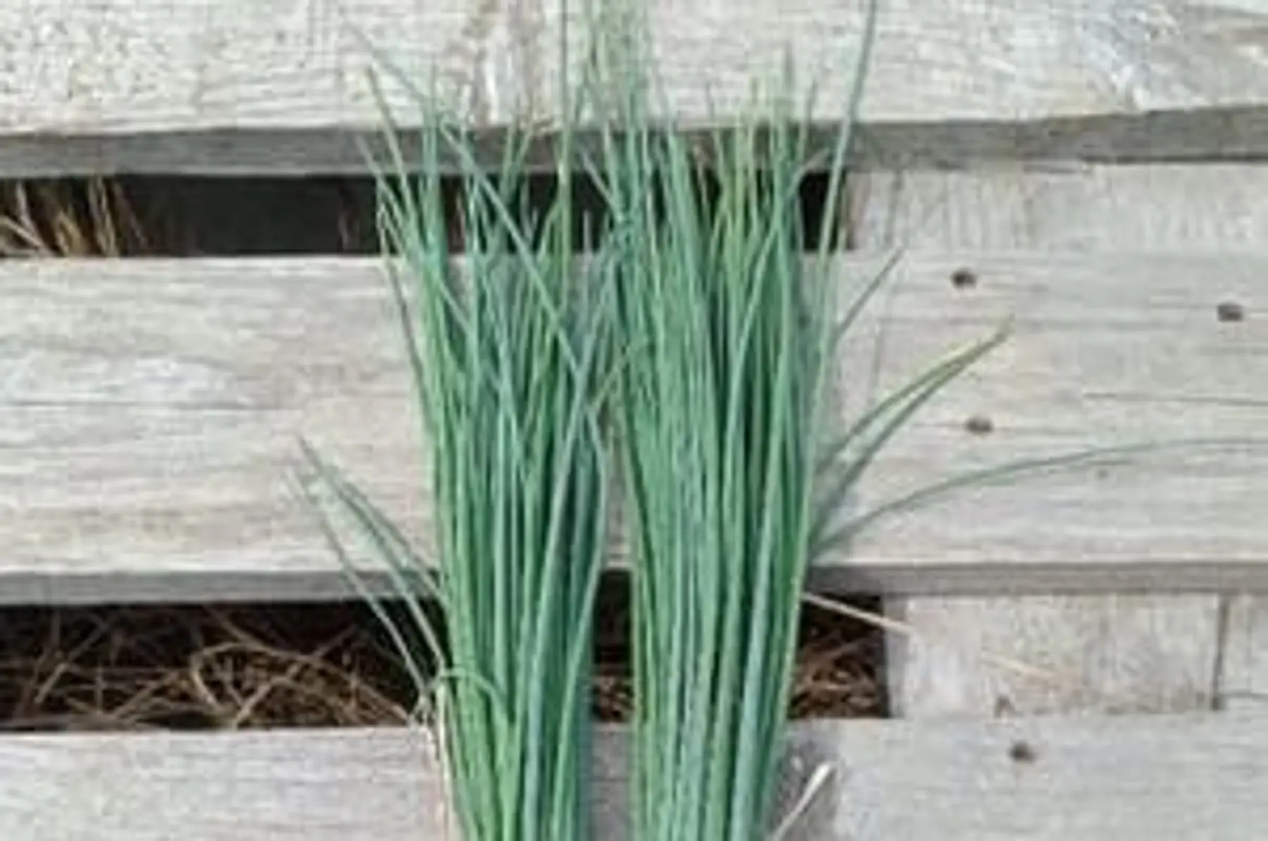 ciboulette - bouquet