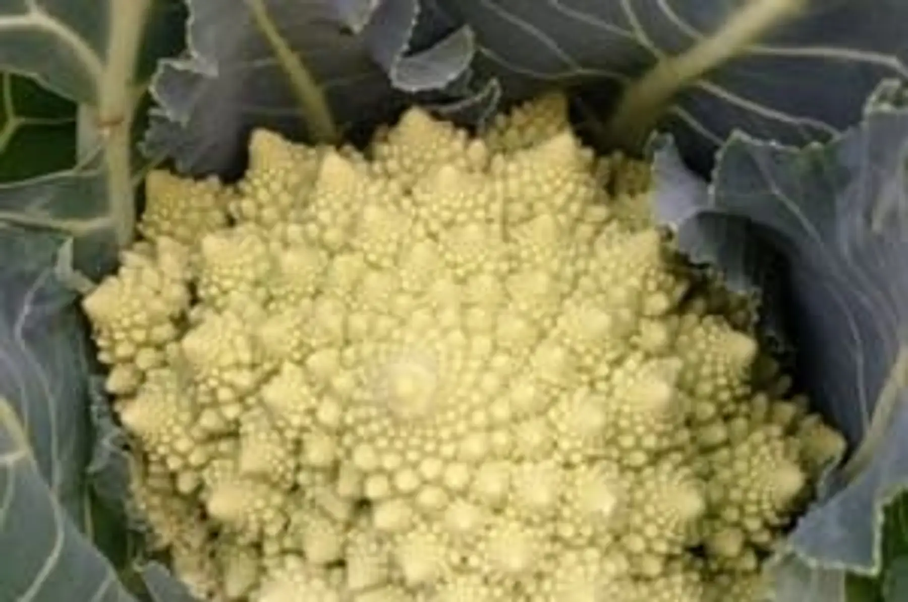Chou Romanesco