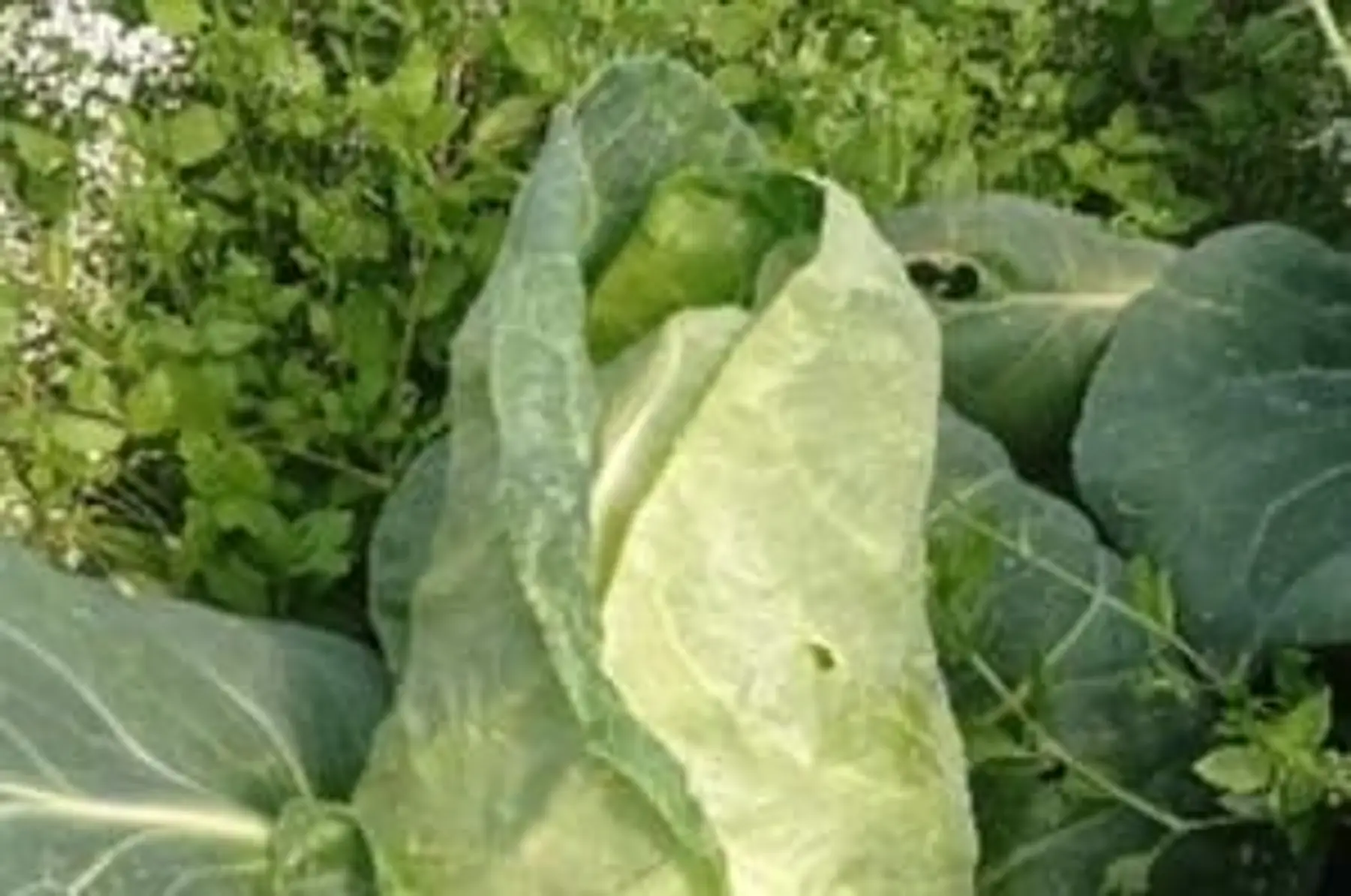 chou pointu de chateaurenard