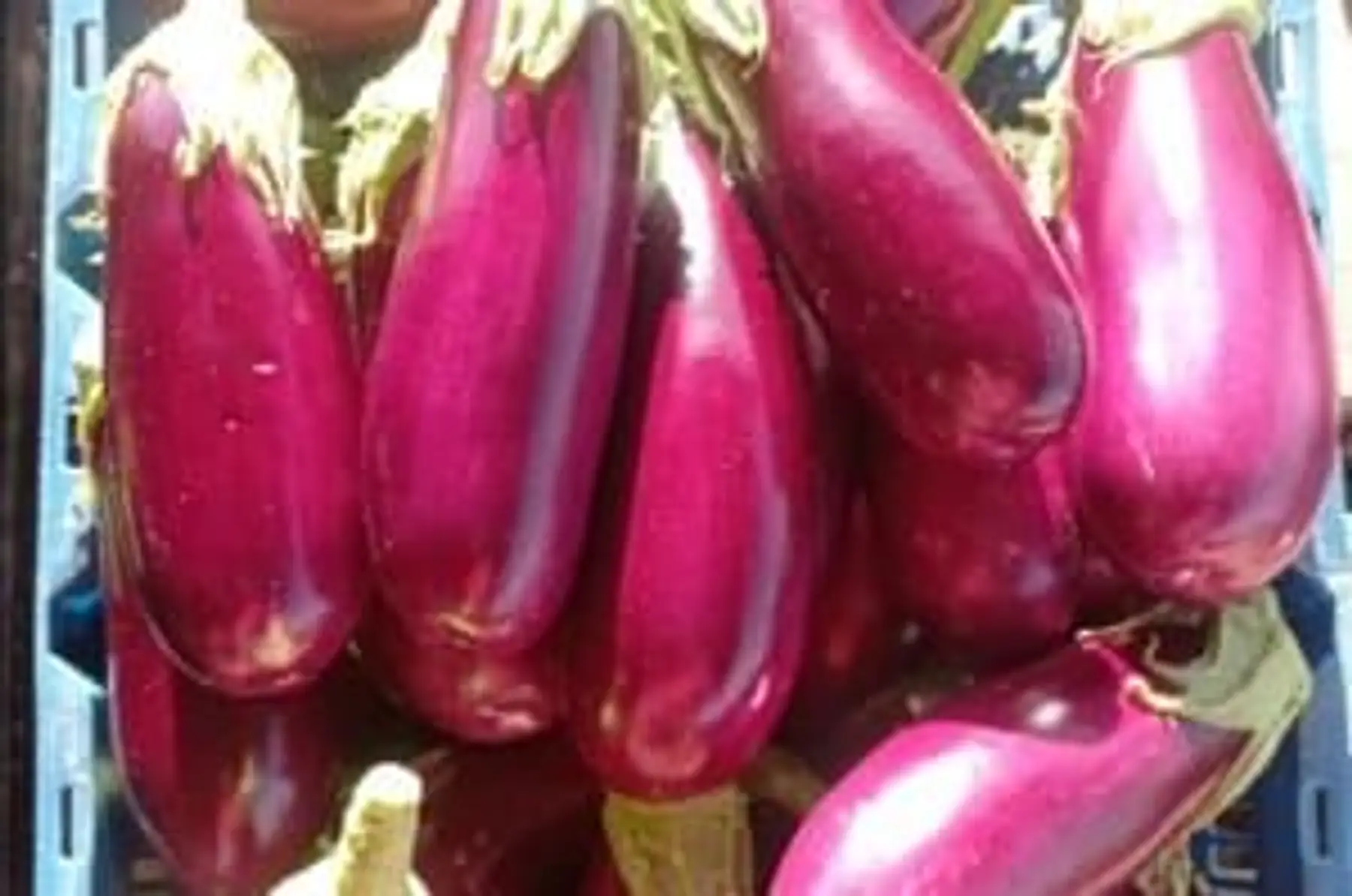 aubergines