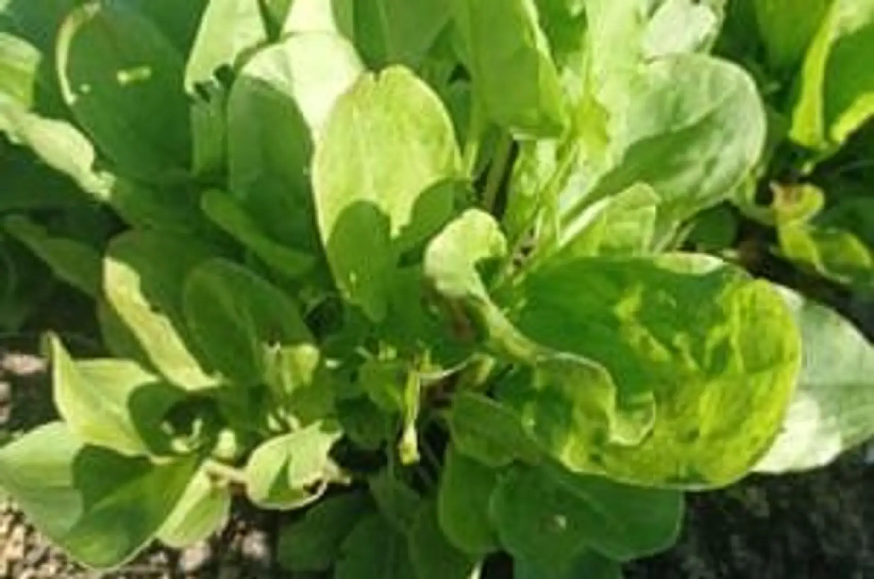 oseille - poche de 200g