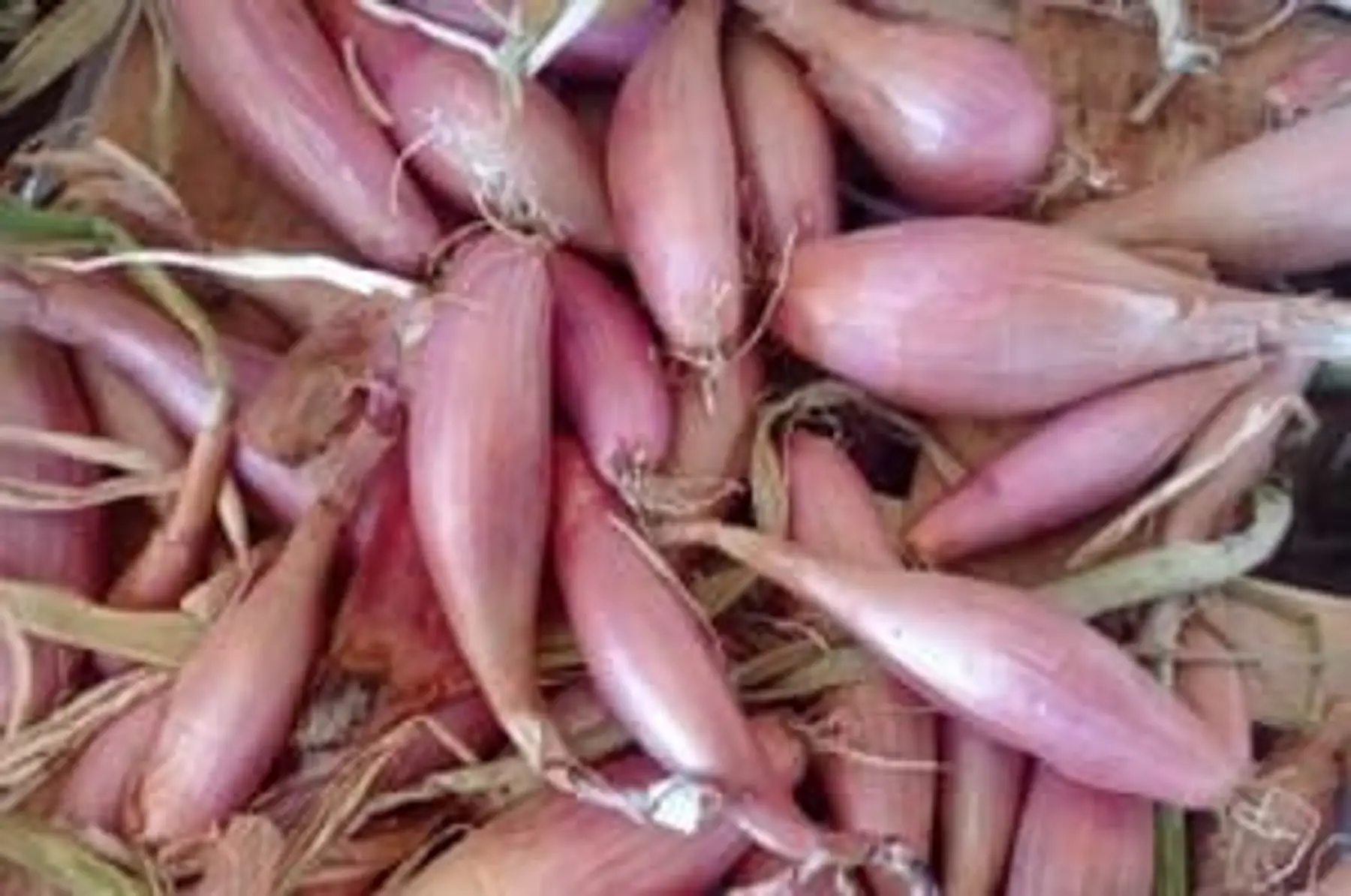 Echalotes - Portion de 250g