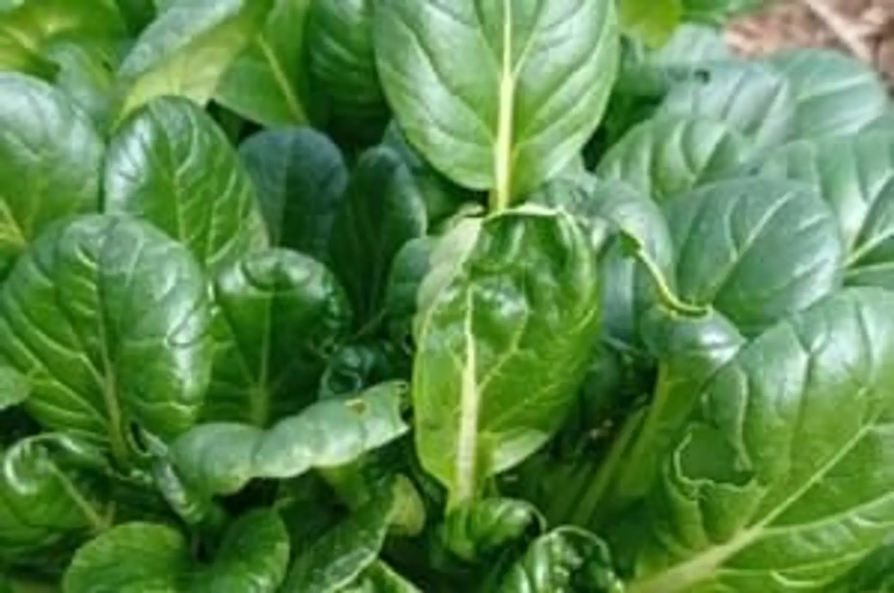 Chou tatsoï jeunes pousses - Botte de 100g environ