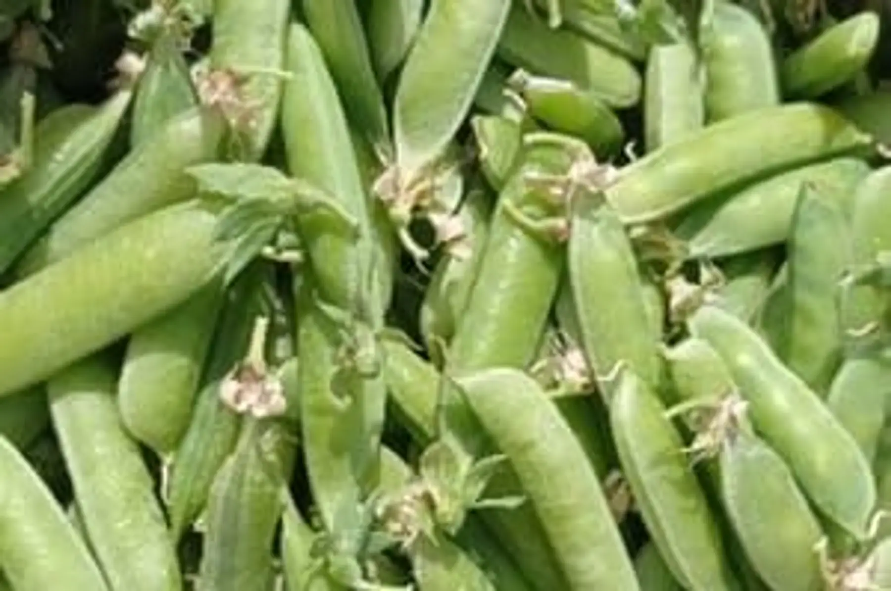 petit pois - poche de 300g