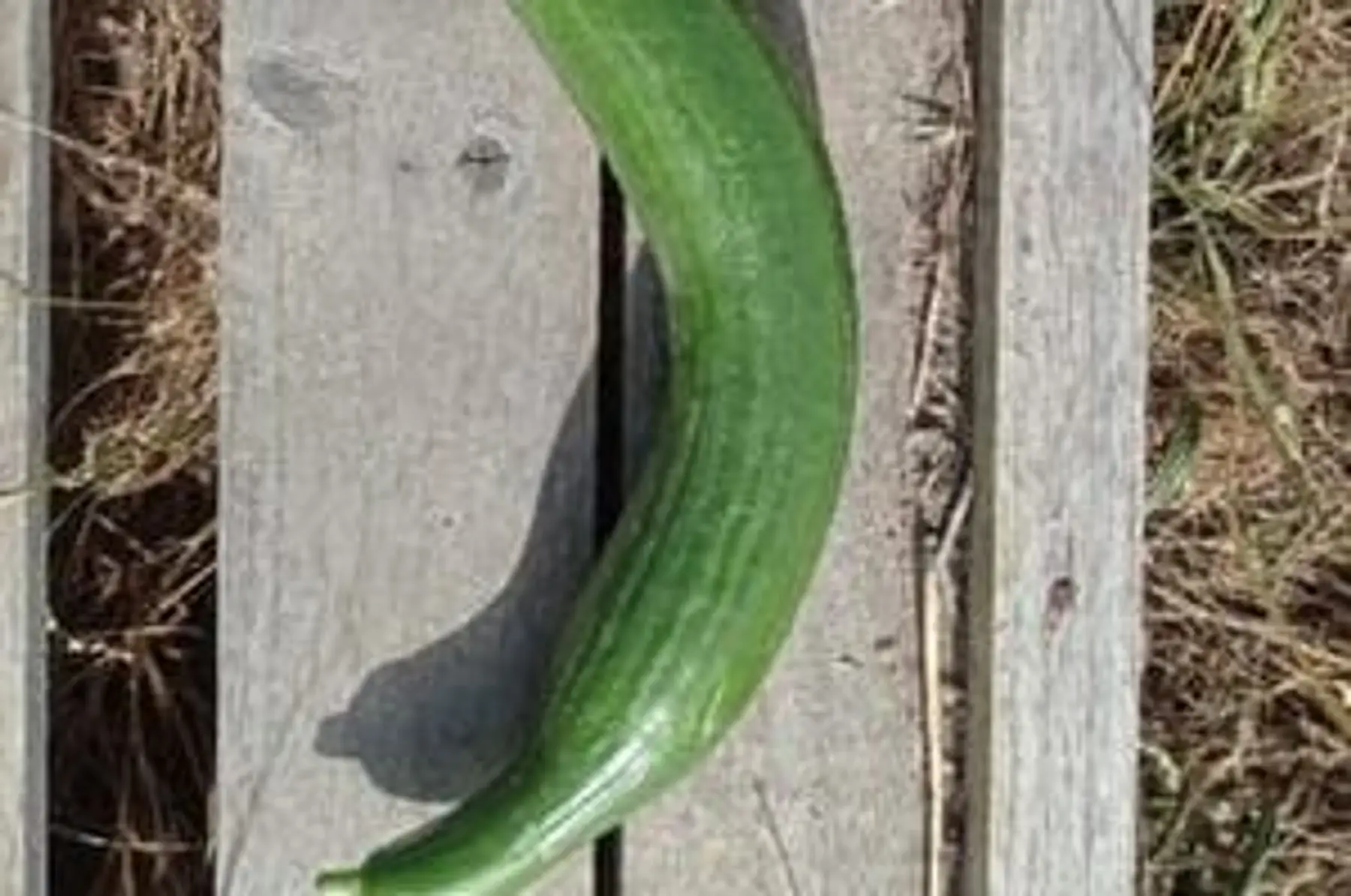 concombre pièce - 1 pièce environ 300g