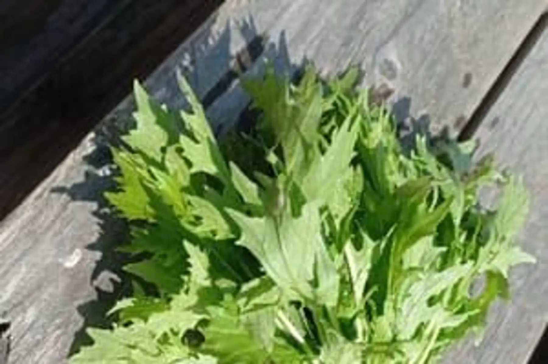 mizuna (moutarde japonaise) - botte de 100g environ