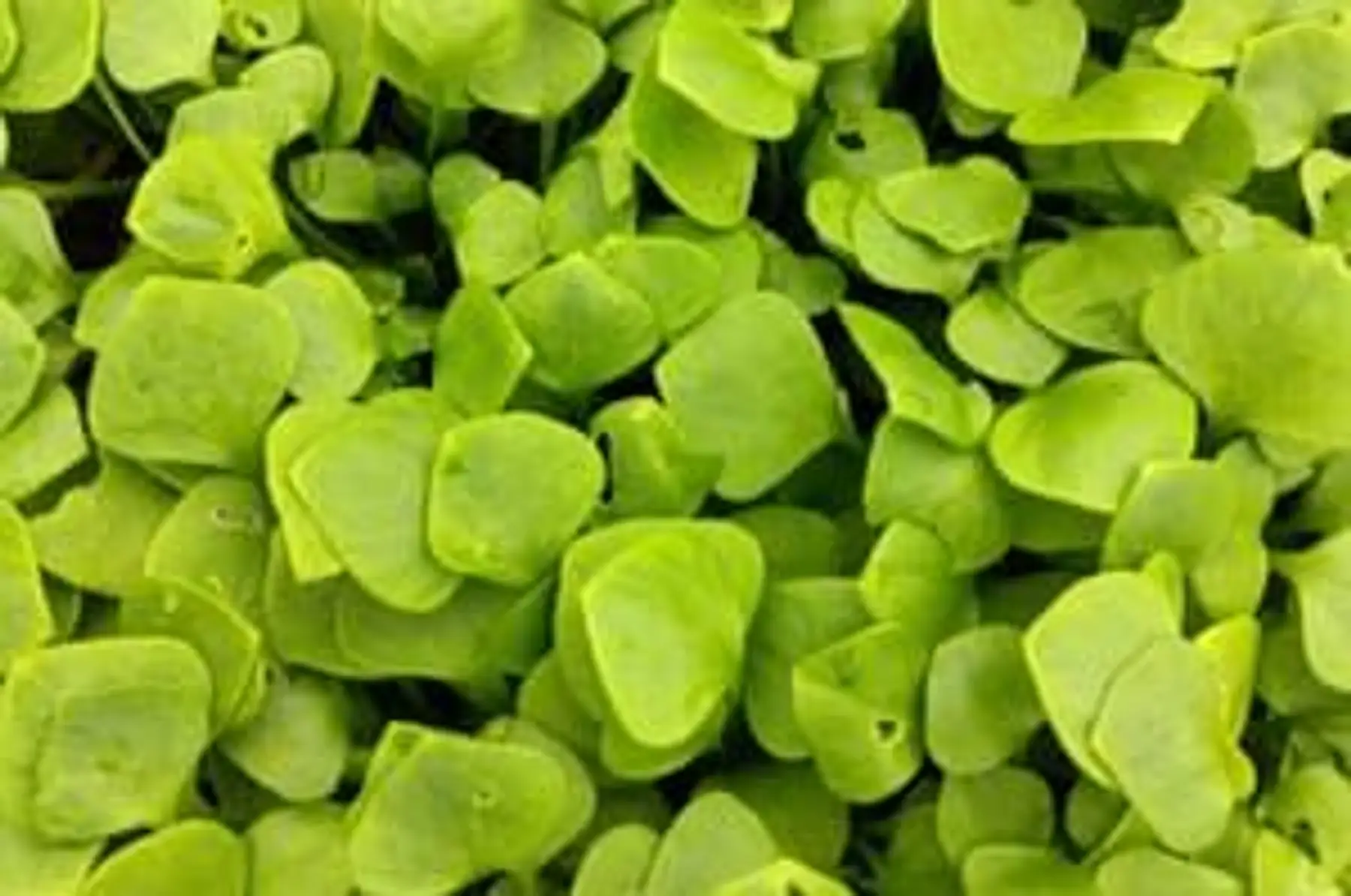 claytone de cuba (pourpier d'hiver) - botte de 100g environ