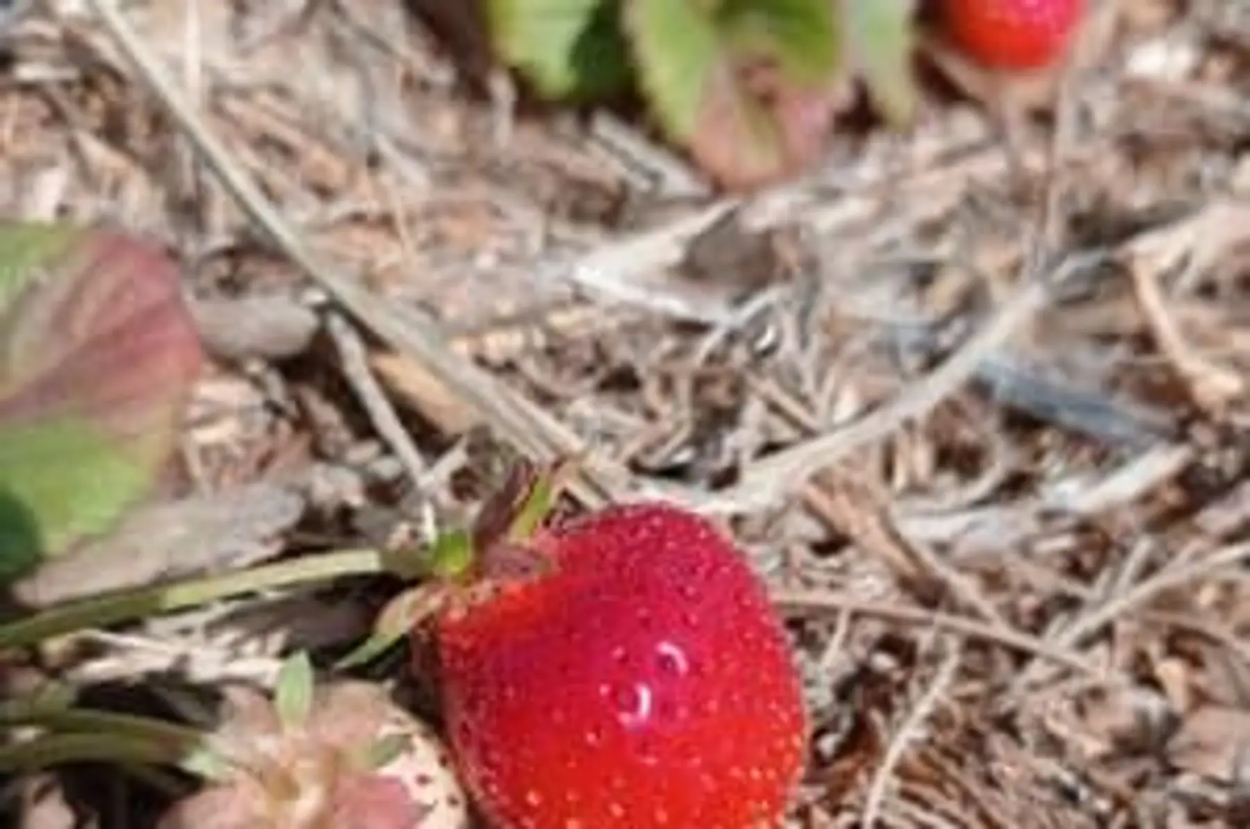 Fraises - Barquette de 250g
