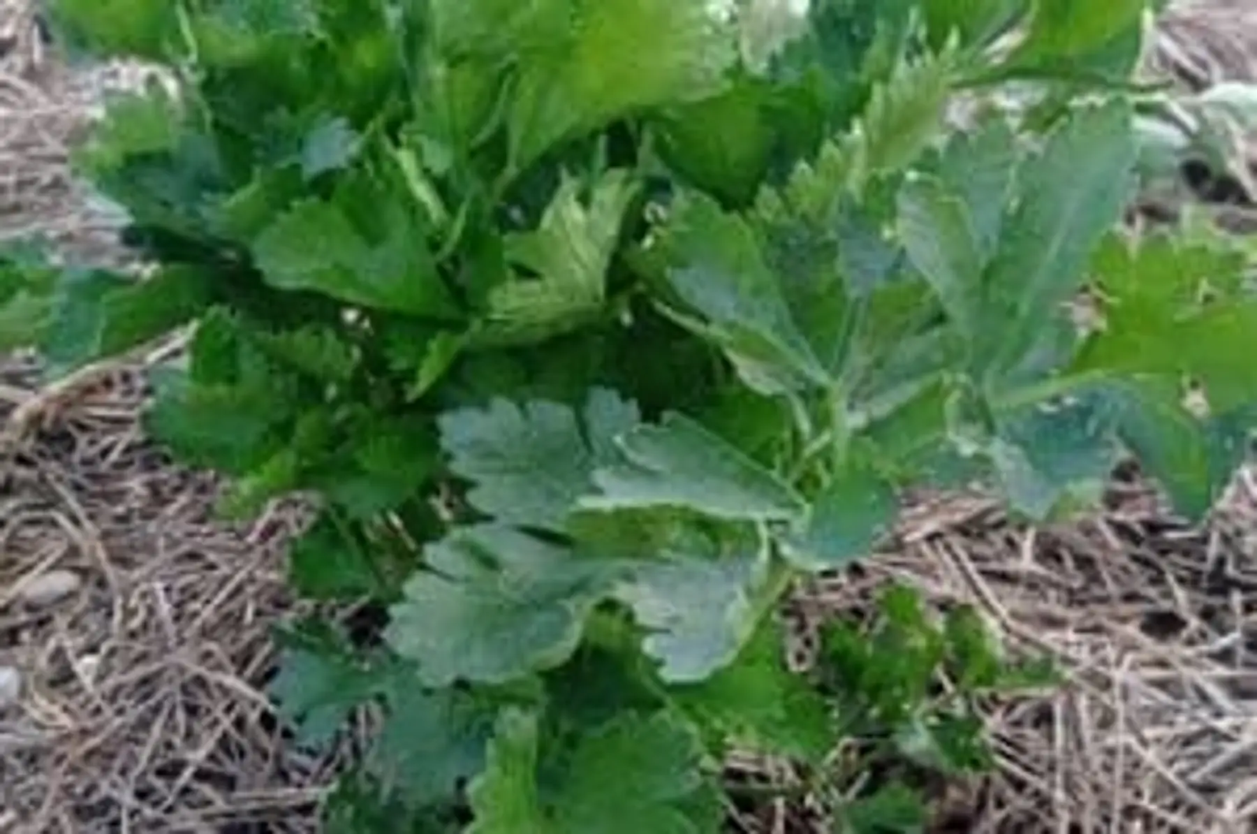 céleri branche - botte