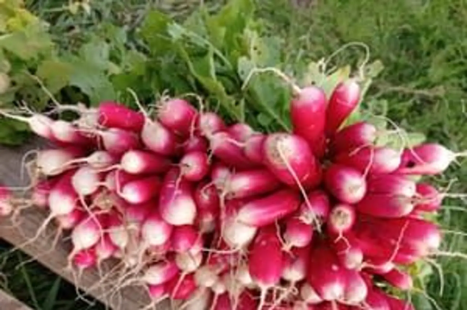 radis botte - blanc ou rose