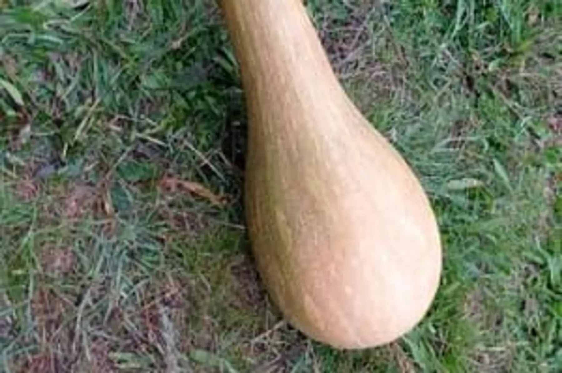 courge longue de nice
