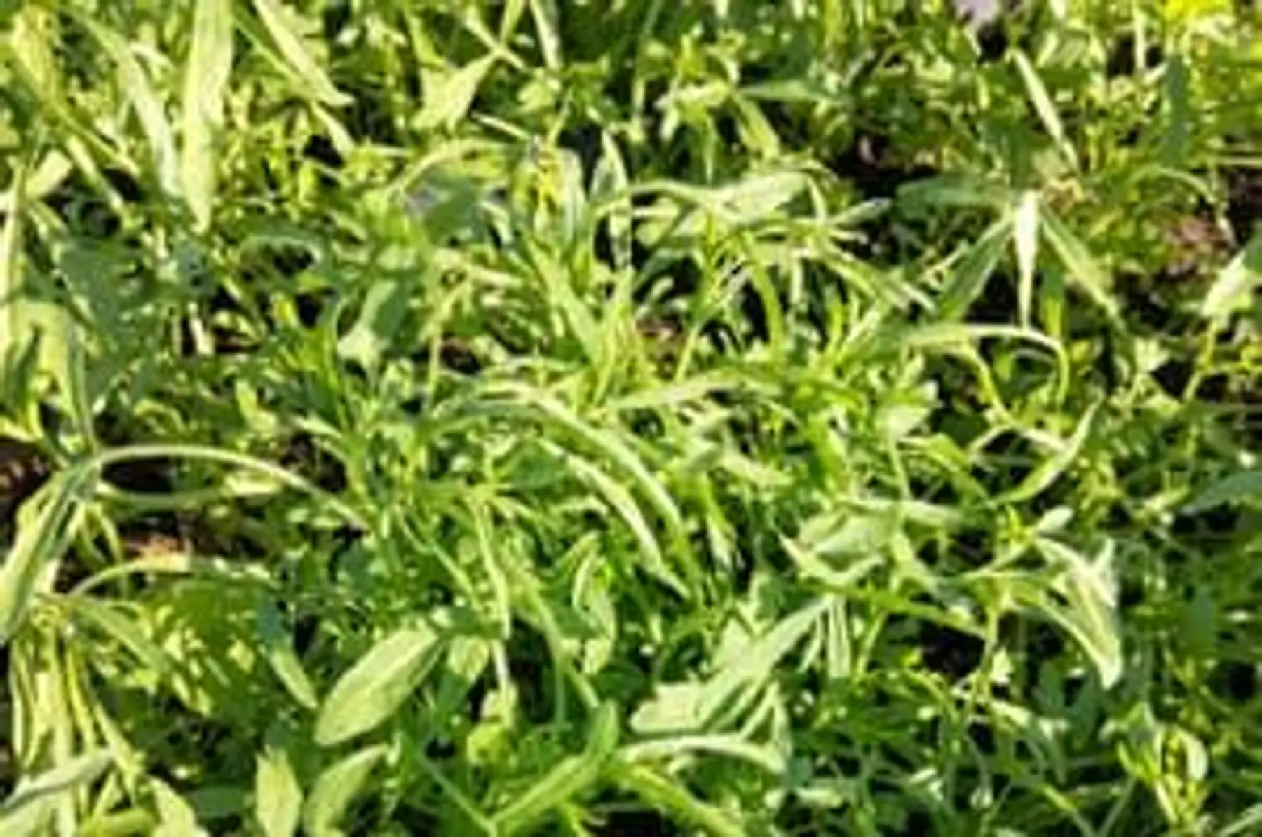 Cresson alenois - Un bouquet