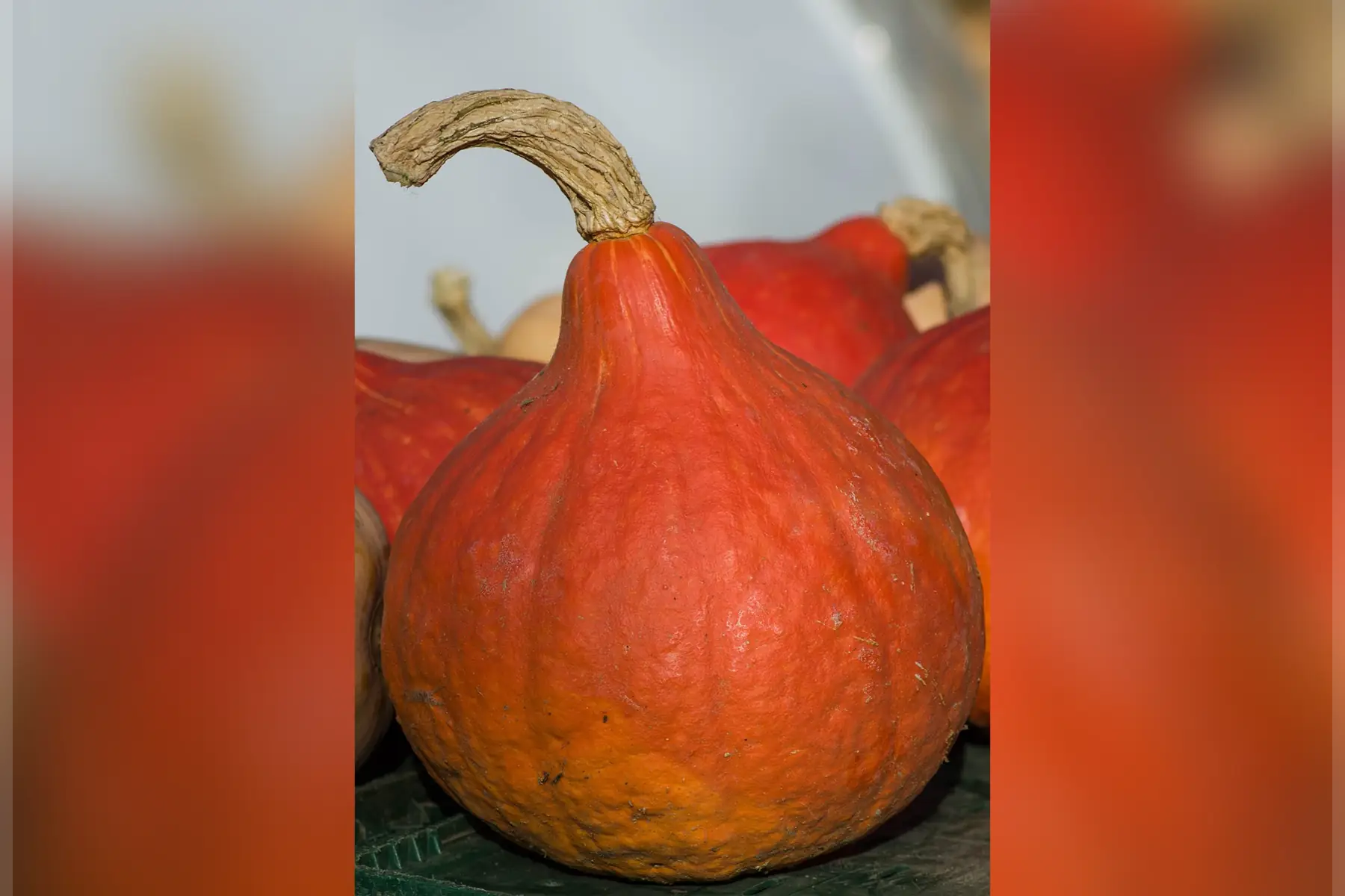 Potimarron (gros)