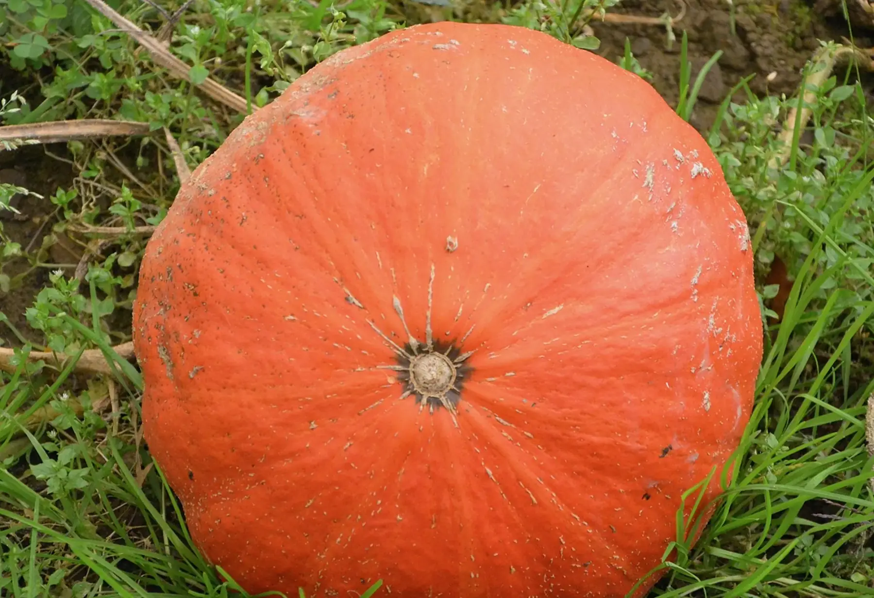 Potiron gros calibre 7-8kg