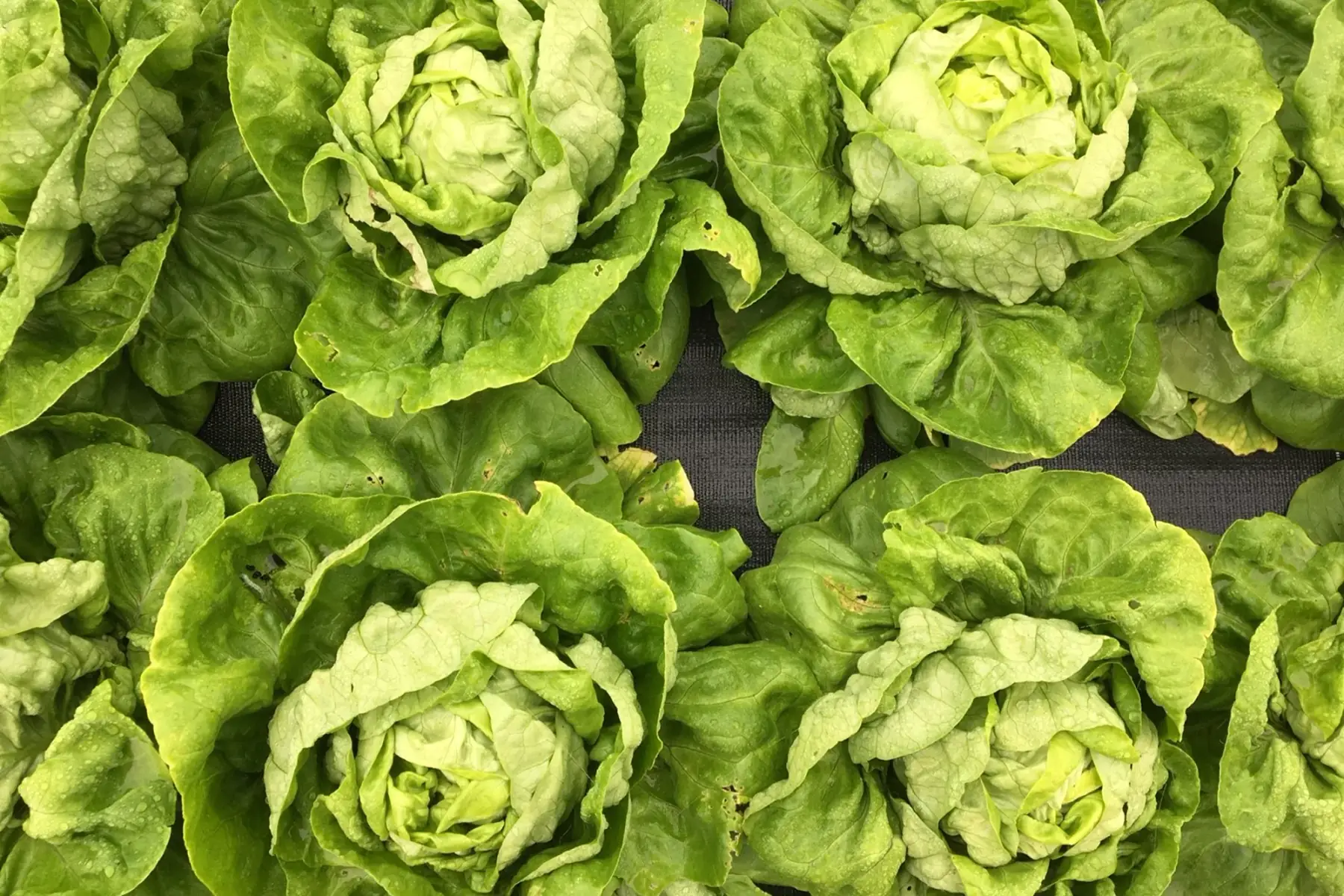 salade laitue