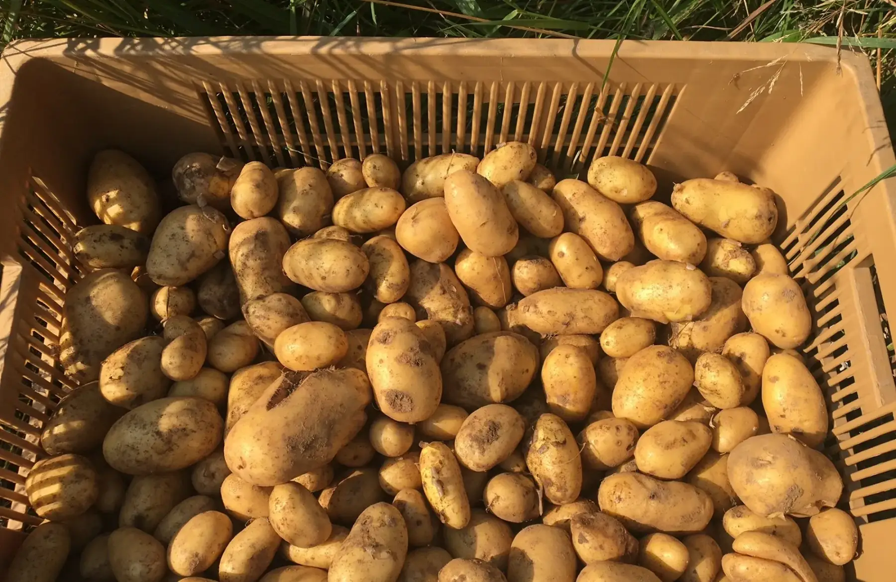 pomme de terre agria