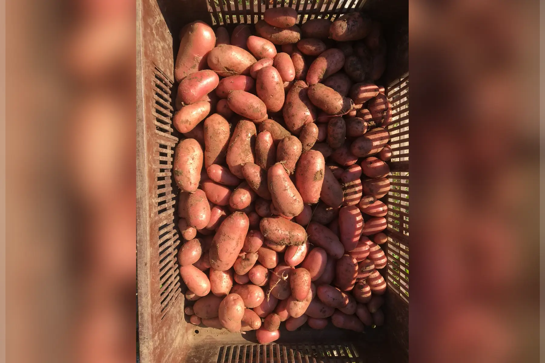 Pomme de terre nouvelle