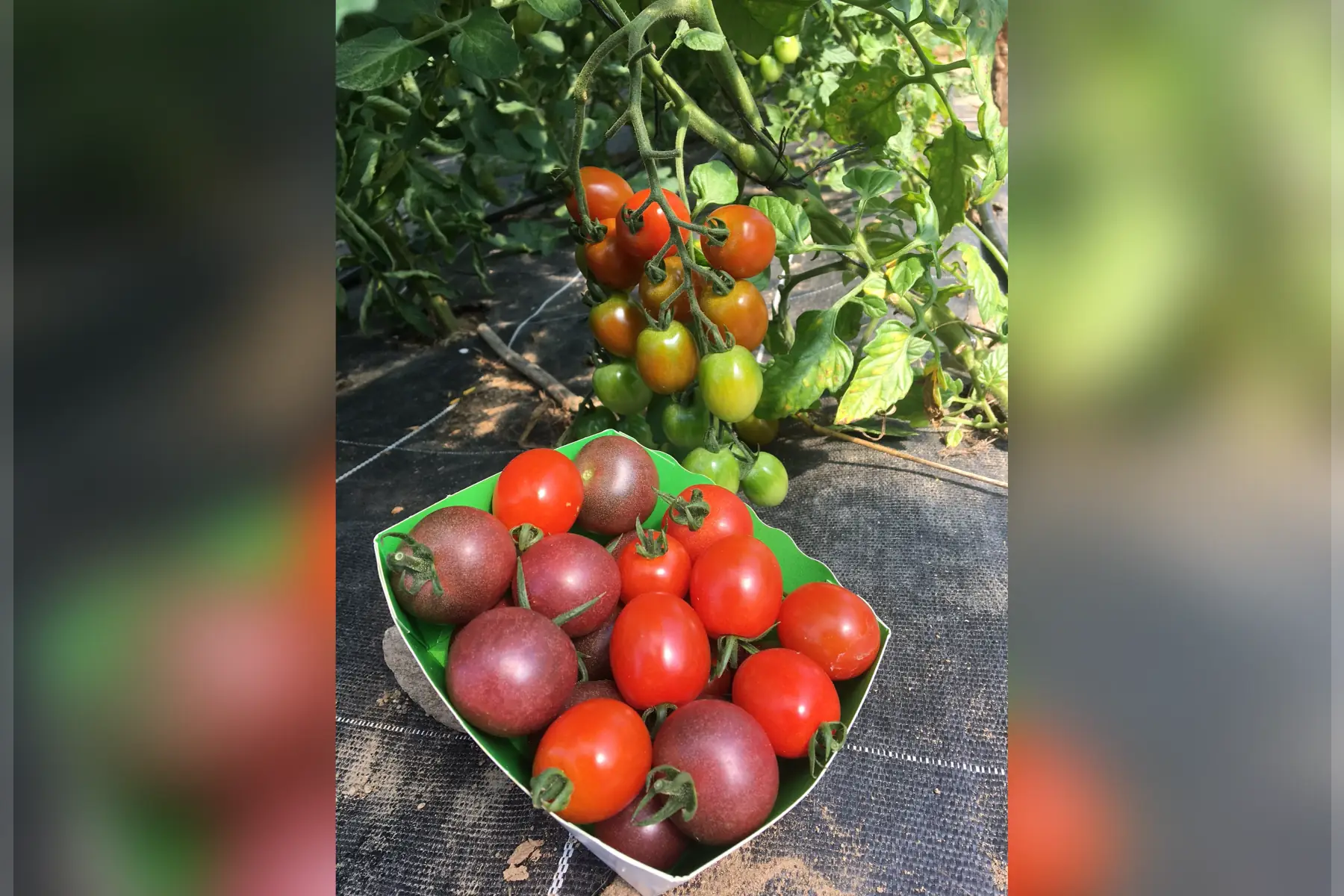 tomate cerise