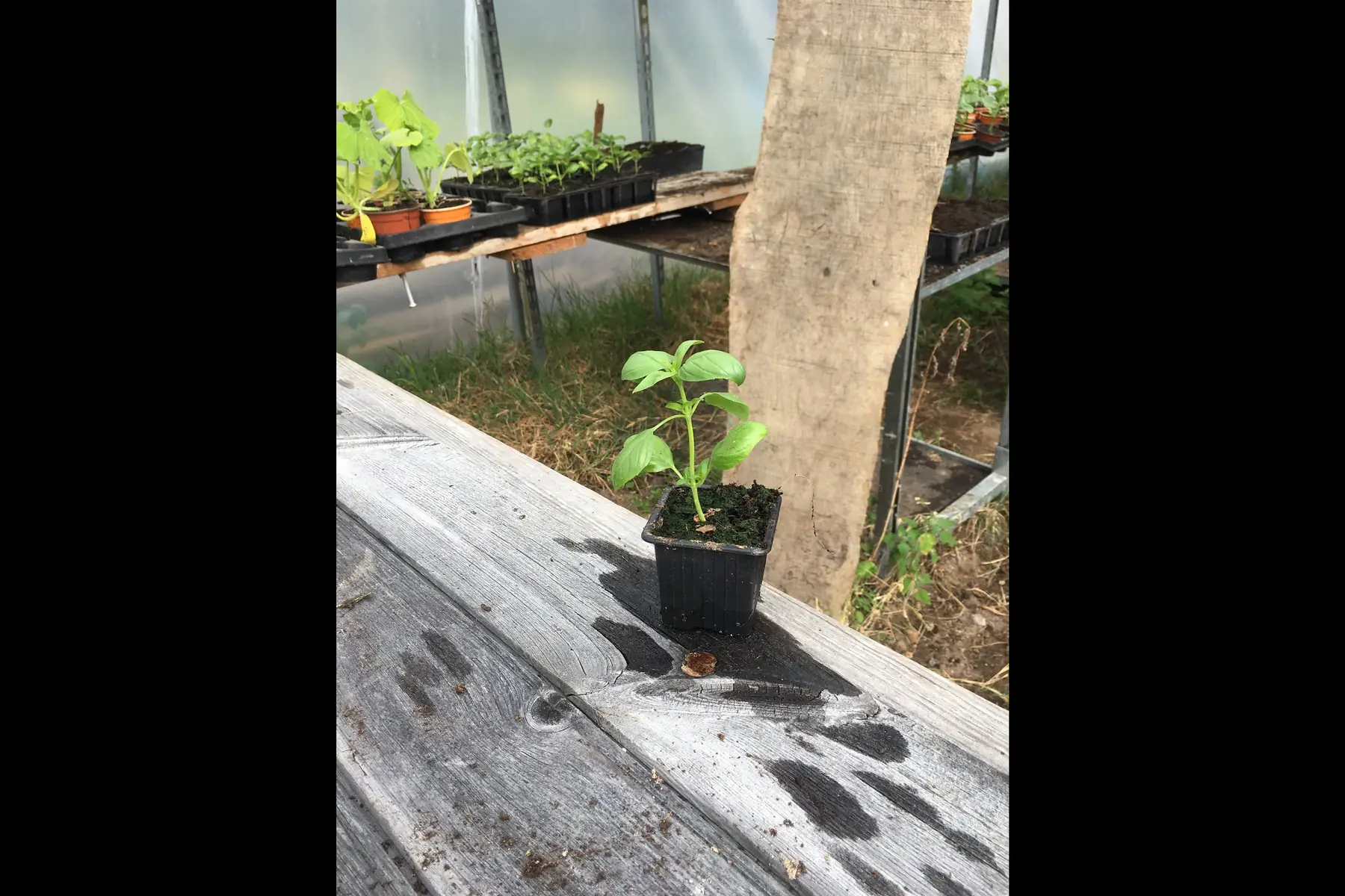 plants de basilic grand vert