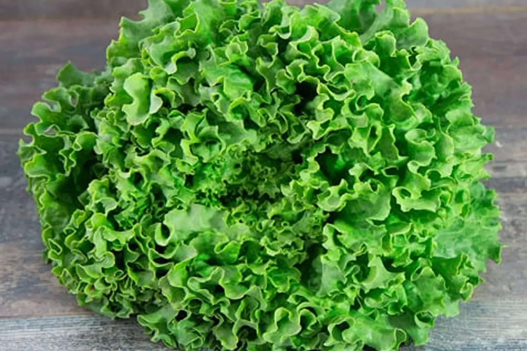 salade batavia