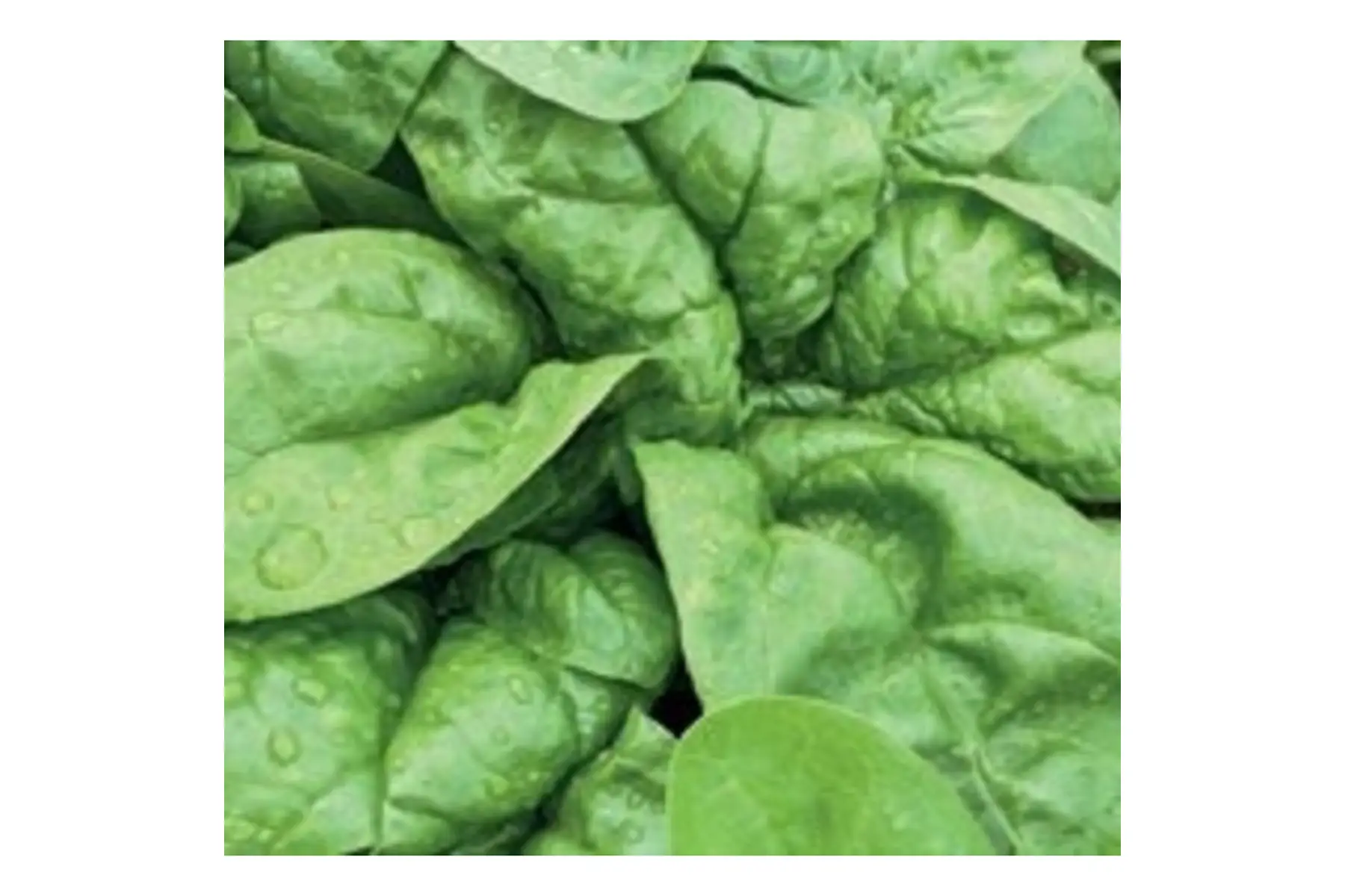Epinards 500g