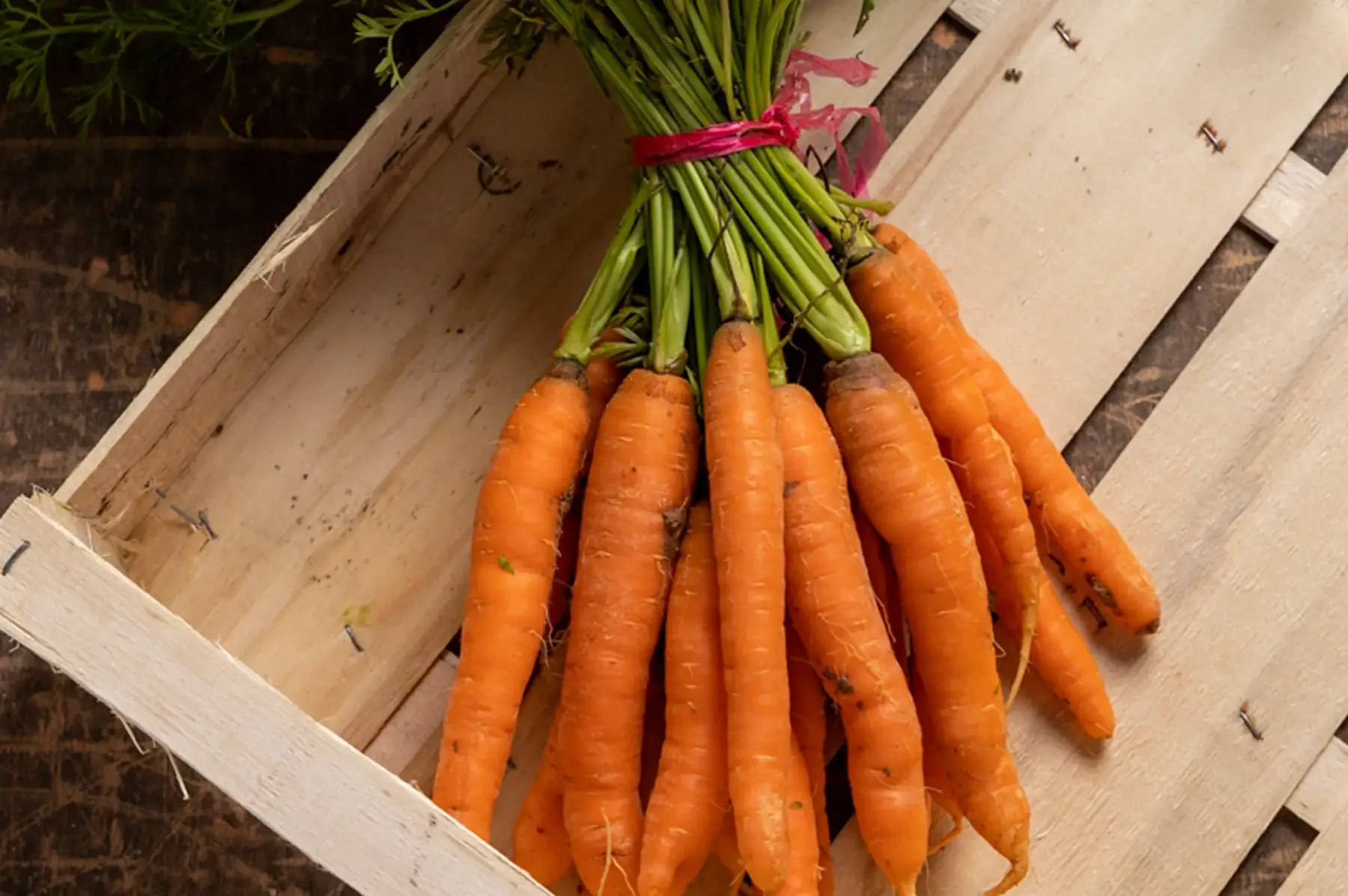 Carottes botte