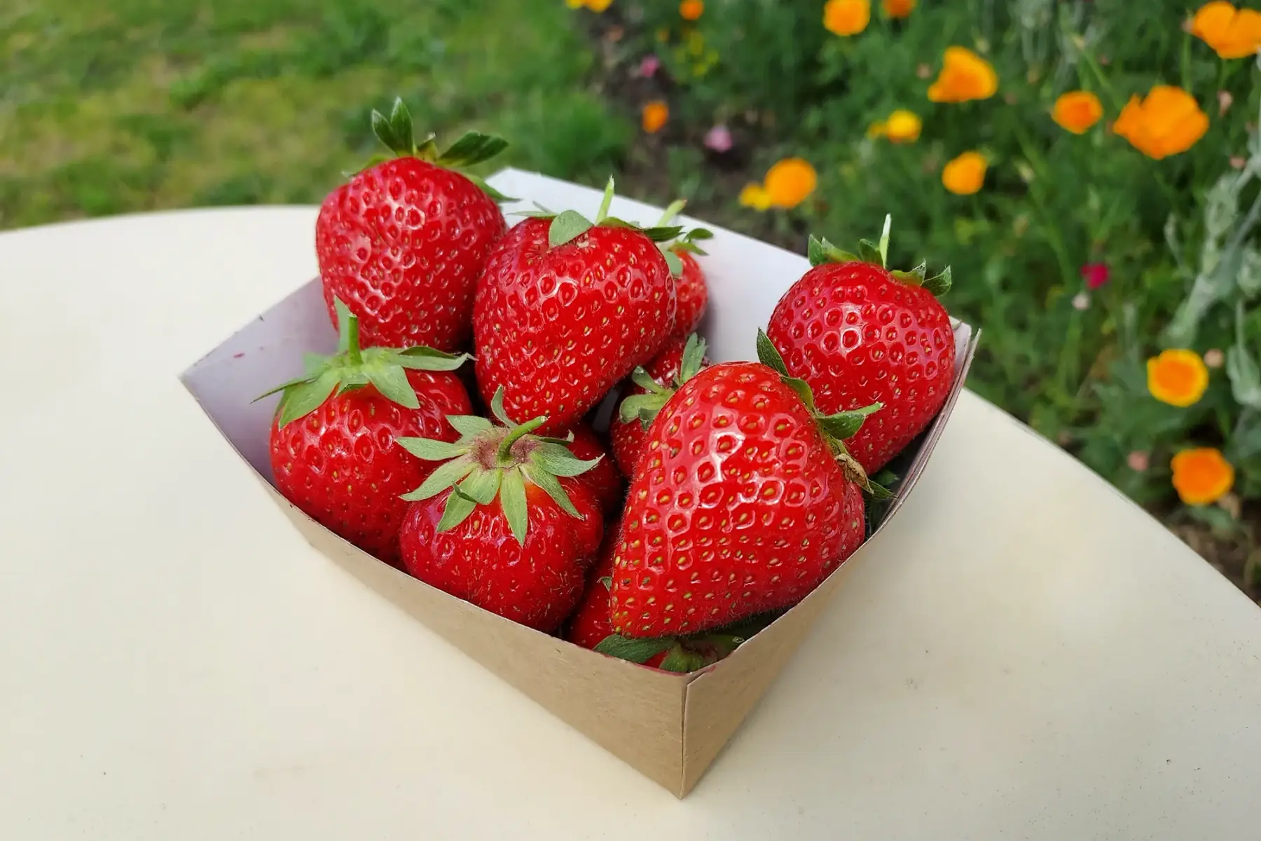 fraises 500 g
