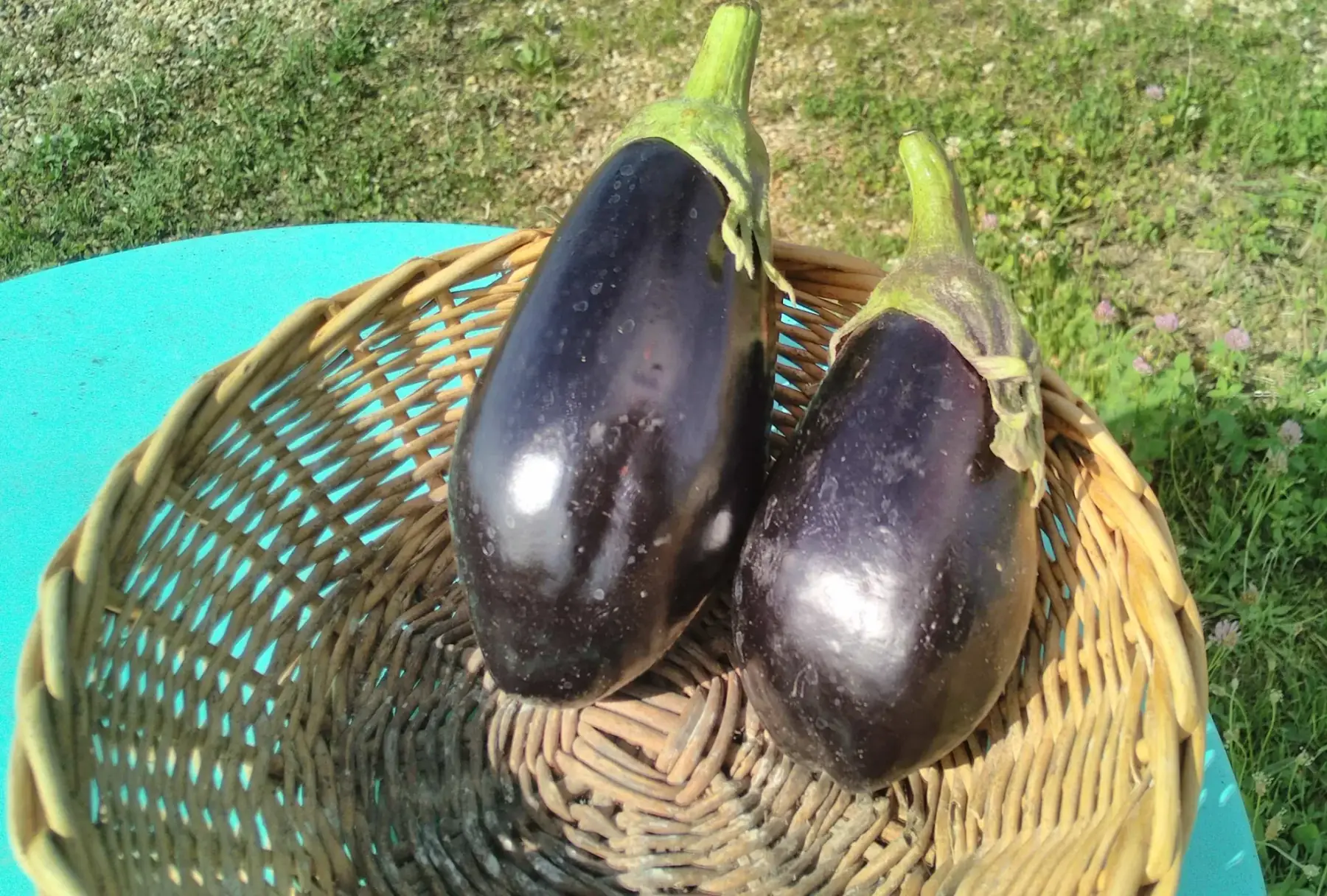 aubergines