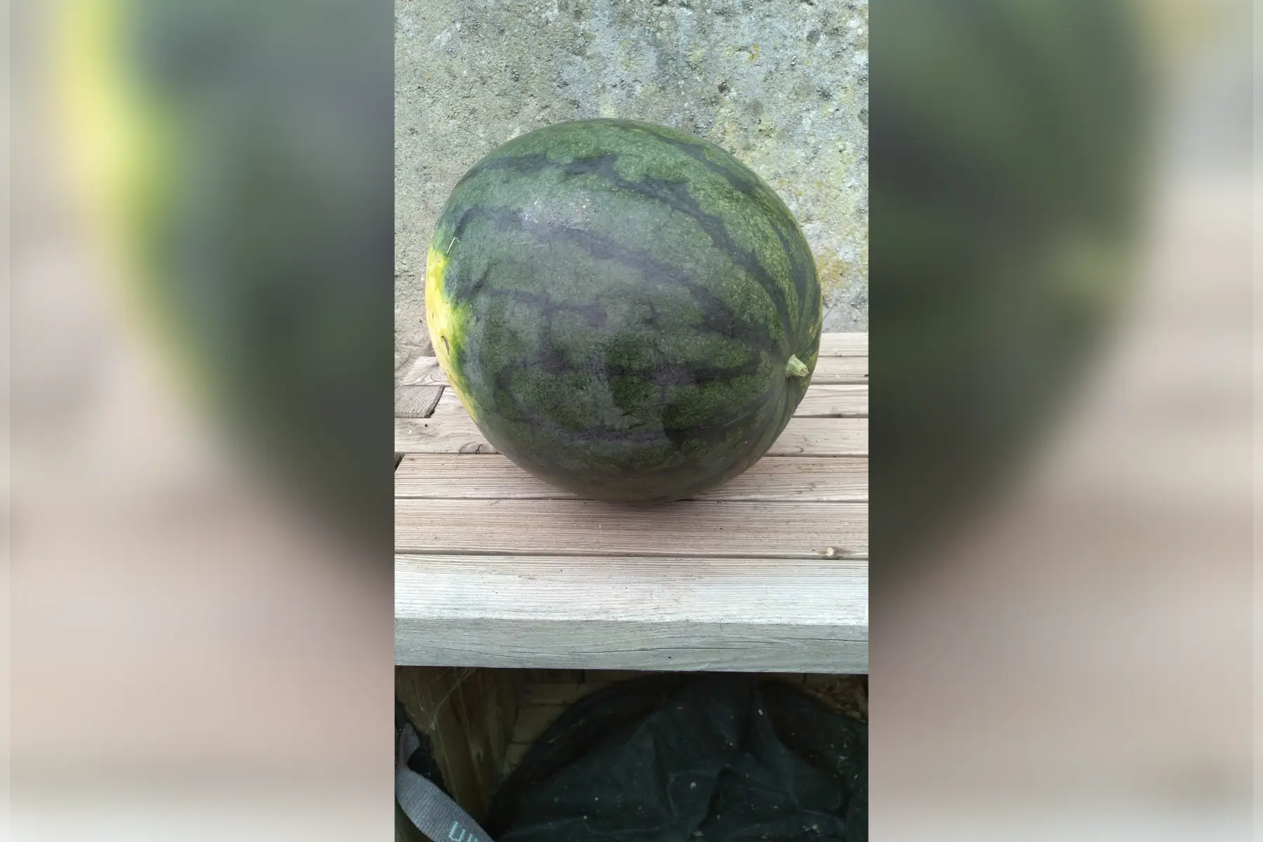 Pastèque
