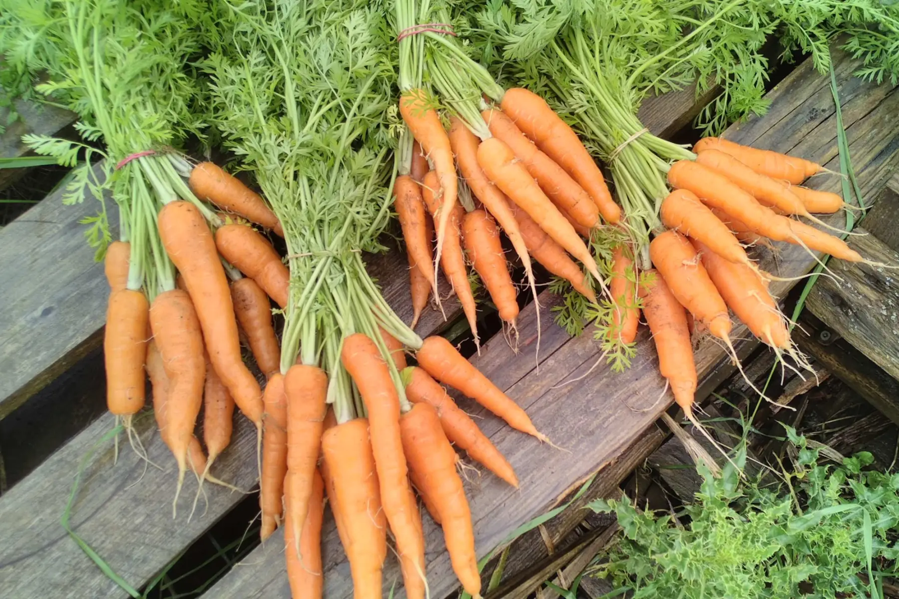 botte de carottes