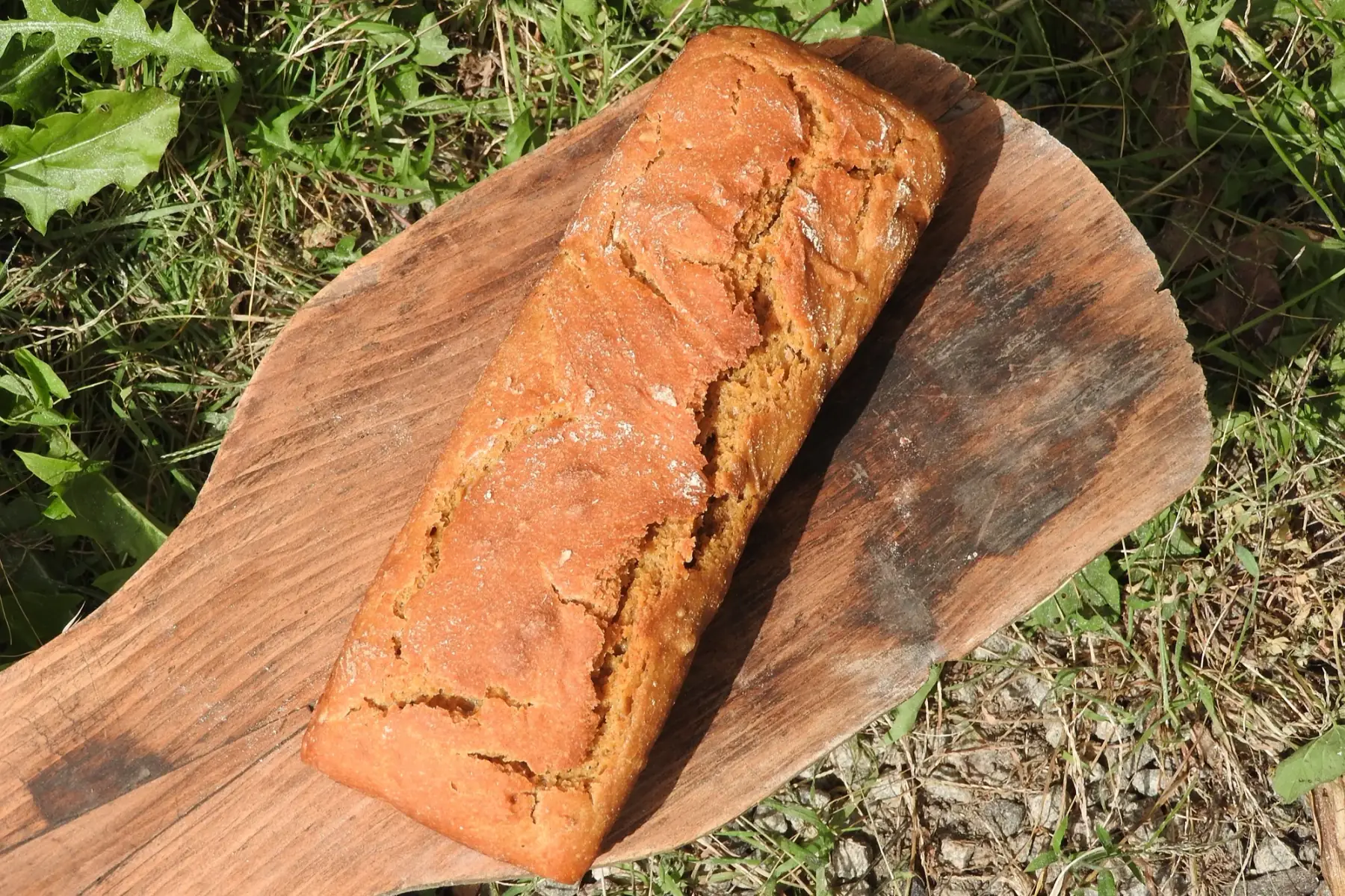 pain de petit épeautre (engrain)