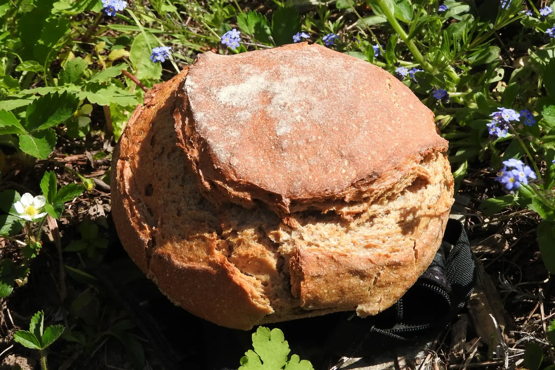 pain de campagne (méteil)