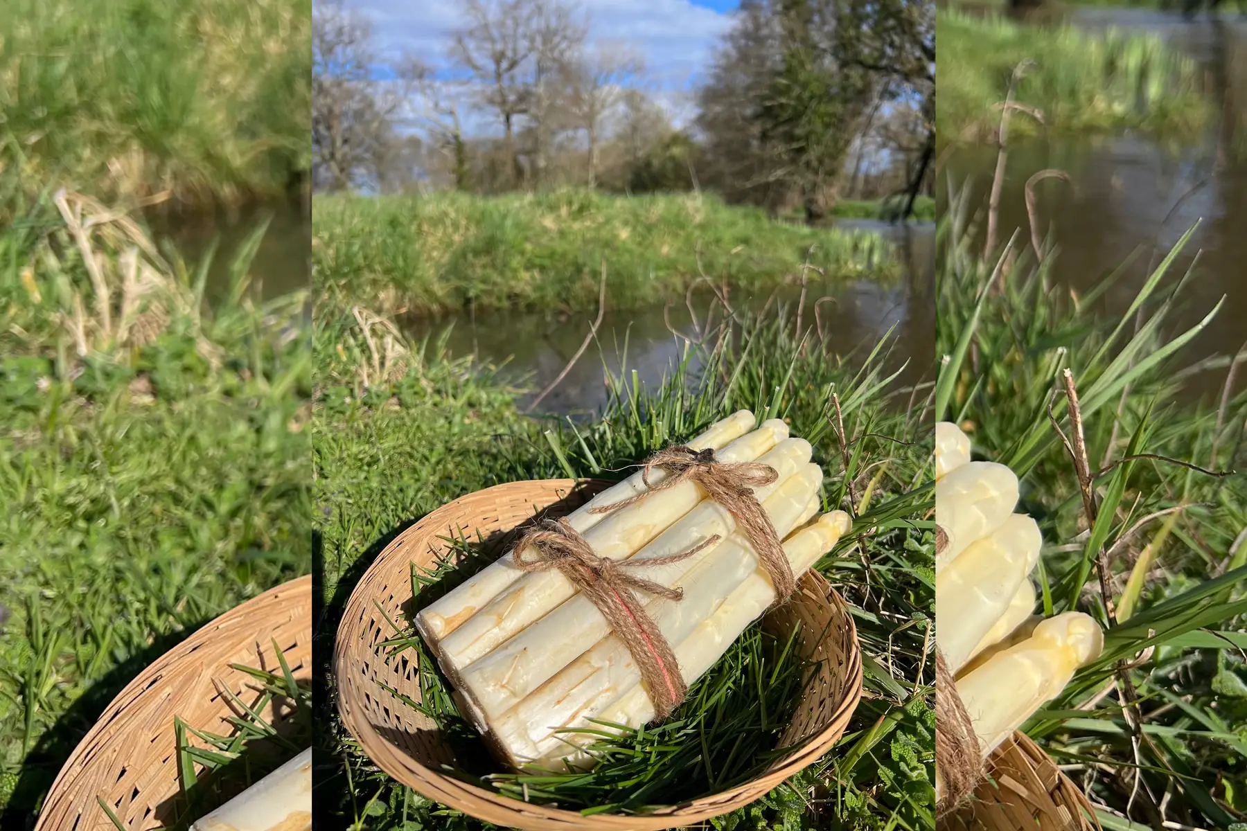 Asperges blanches du blayais