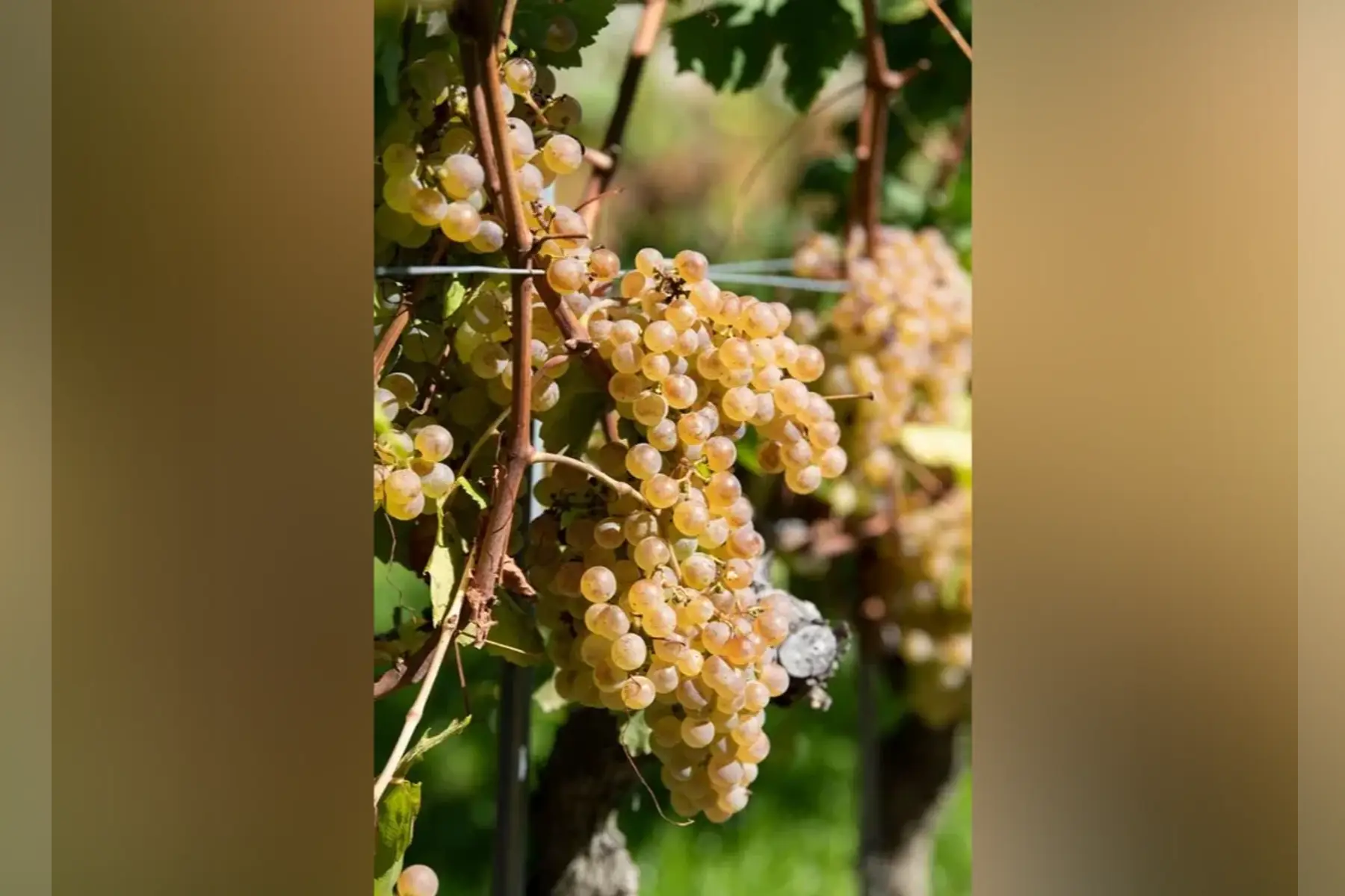 Raisin chasselas