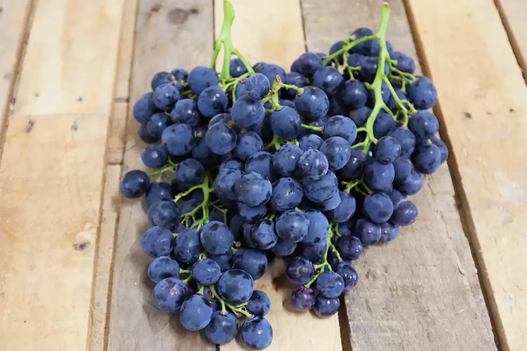 Raisin prima