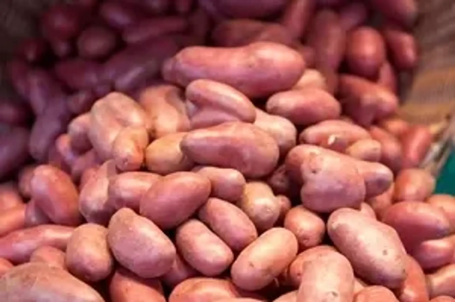 Pomme de terre chair fondante