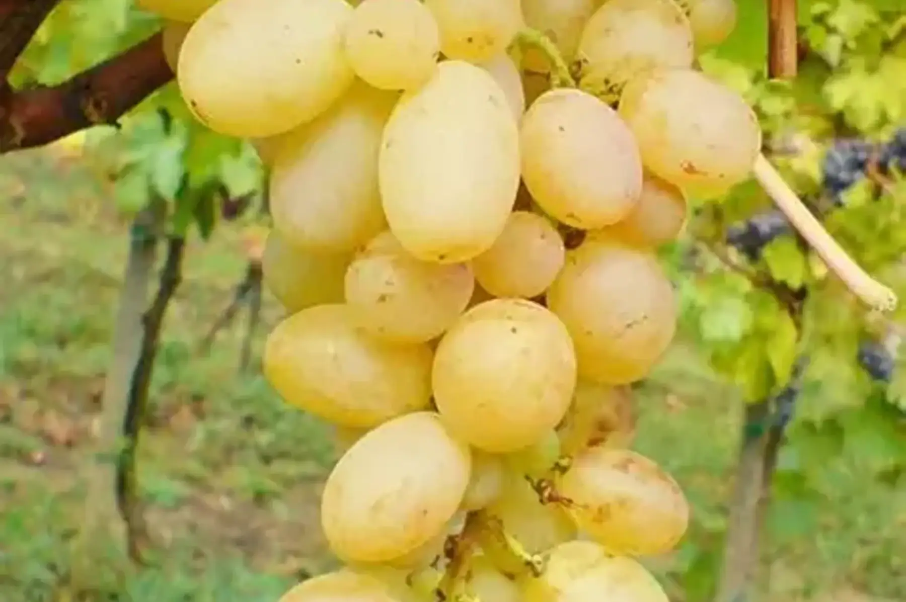 Raisin sans pépin (centennial)