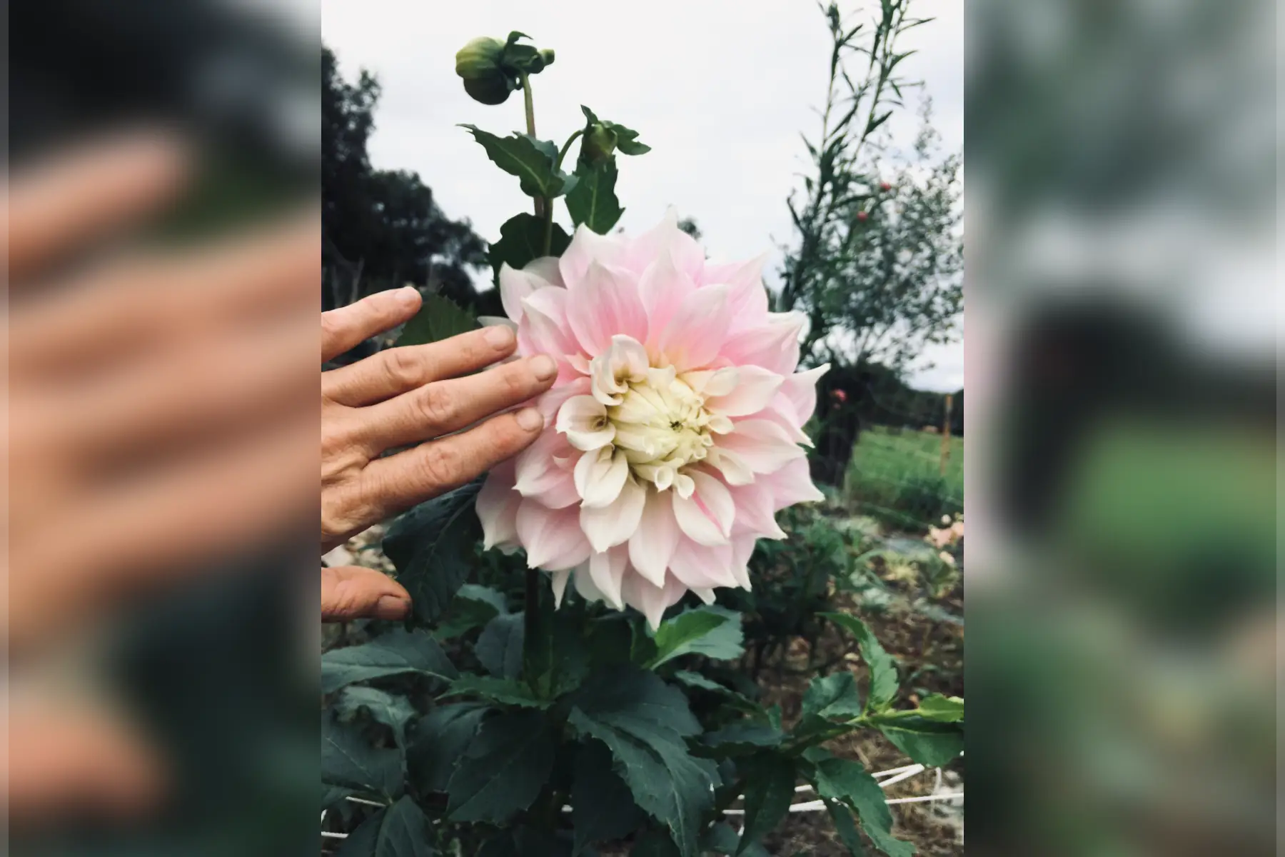 dahlia décoratif géant 'gitt's perfection'